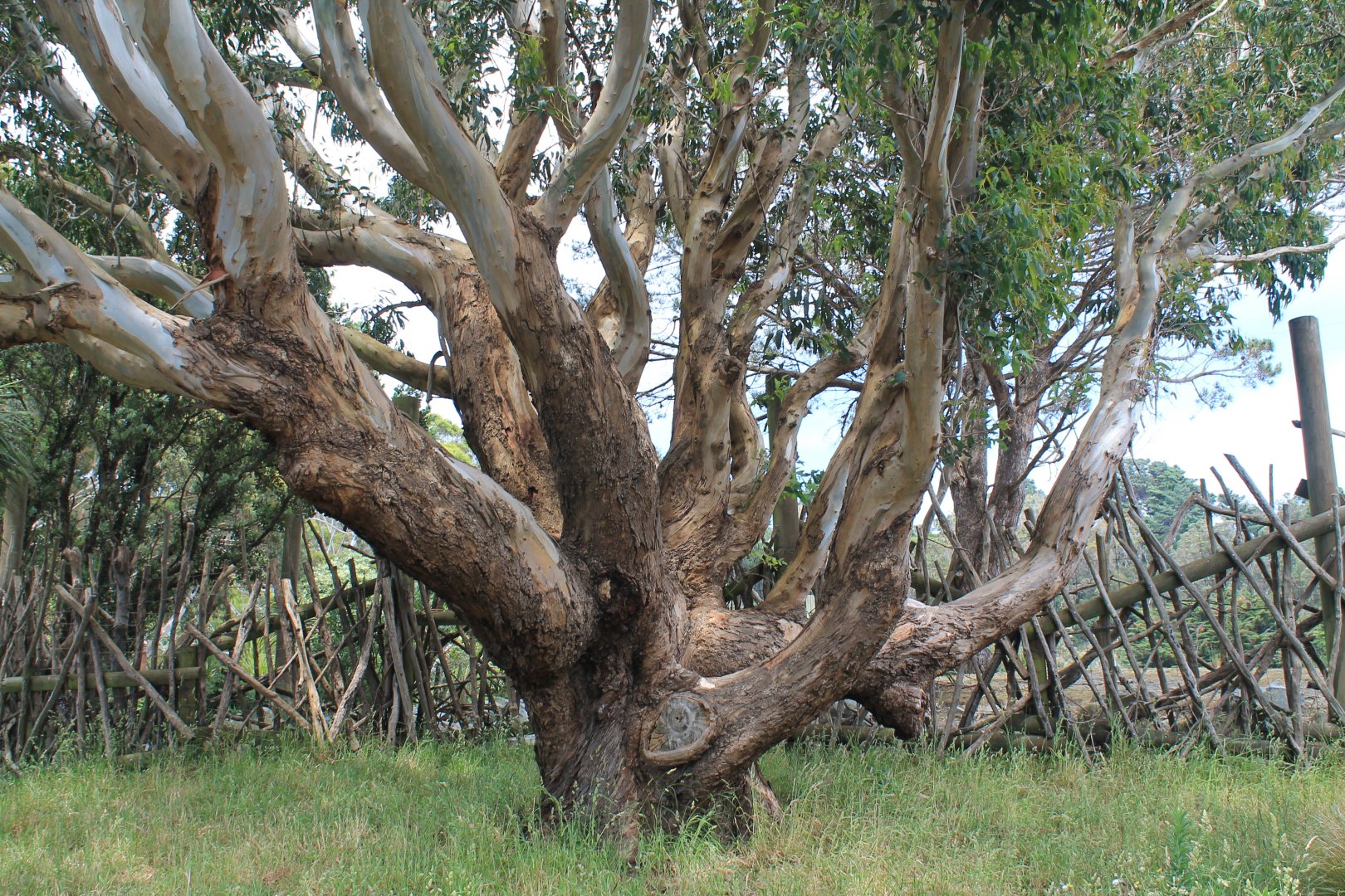 My favourite tree at the zoo