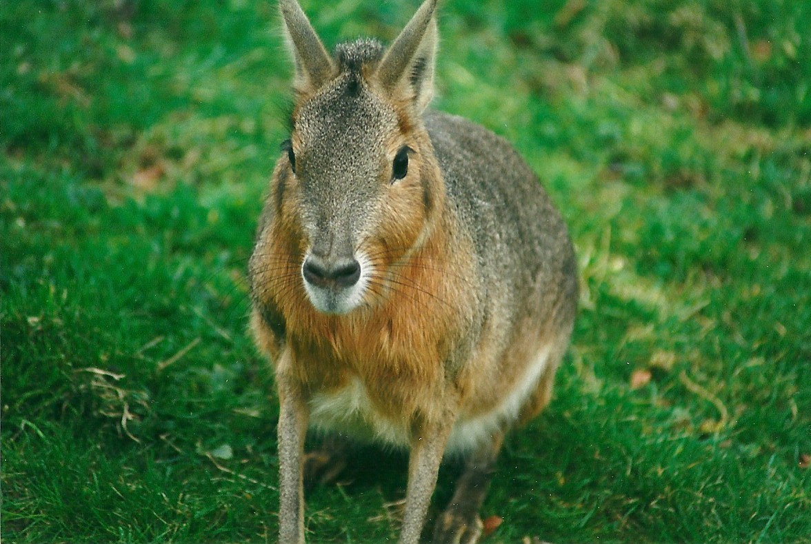 My final photograph at Dudley 8th March 2000