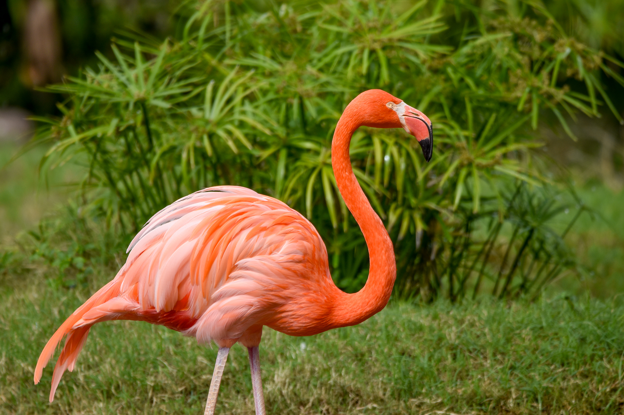 My first ever flamingo!