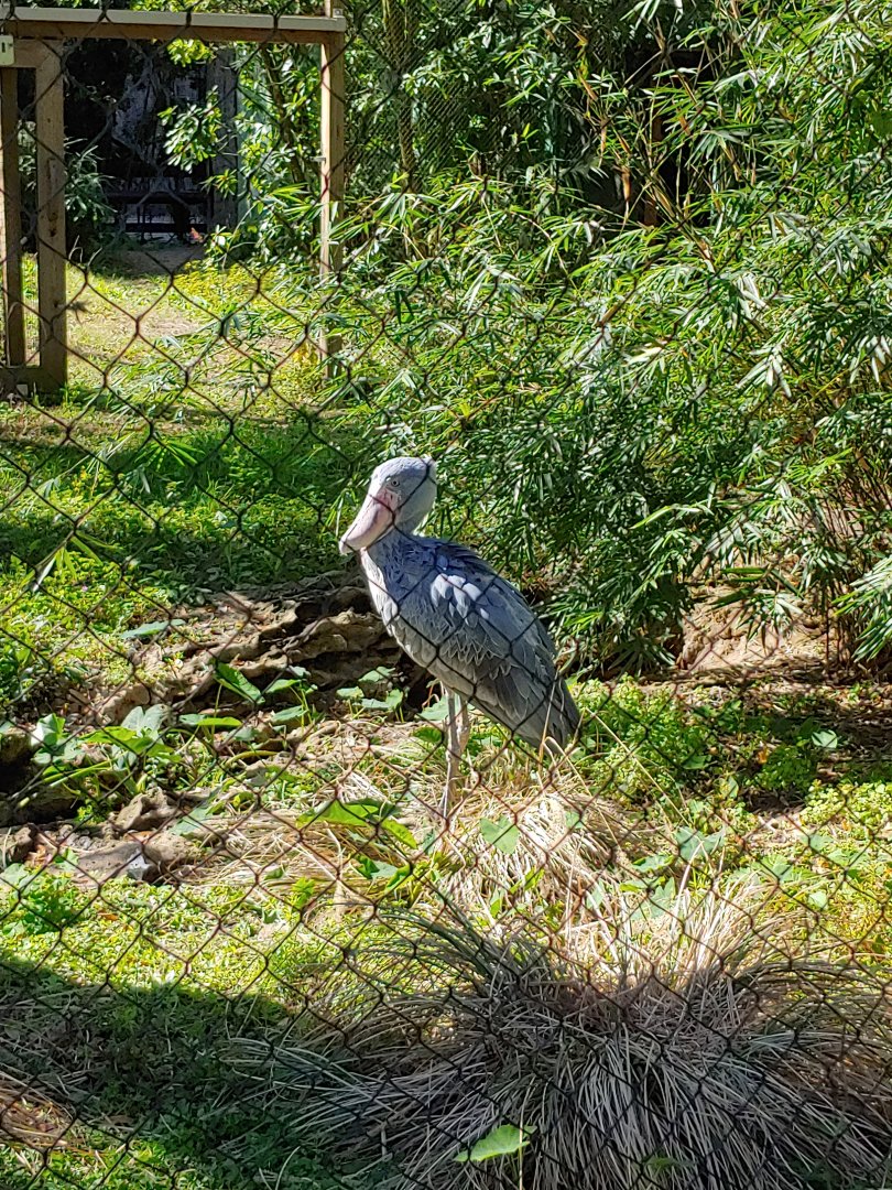 My first ever shoebill!!
