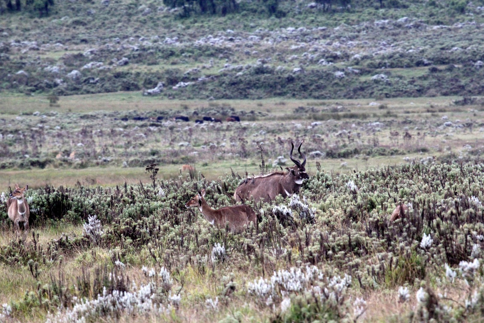 My first view of mountain nyala (Tragelaphus buxtoni)