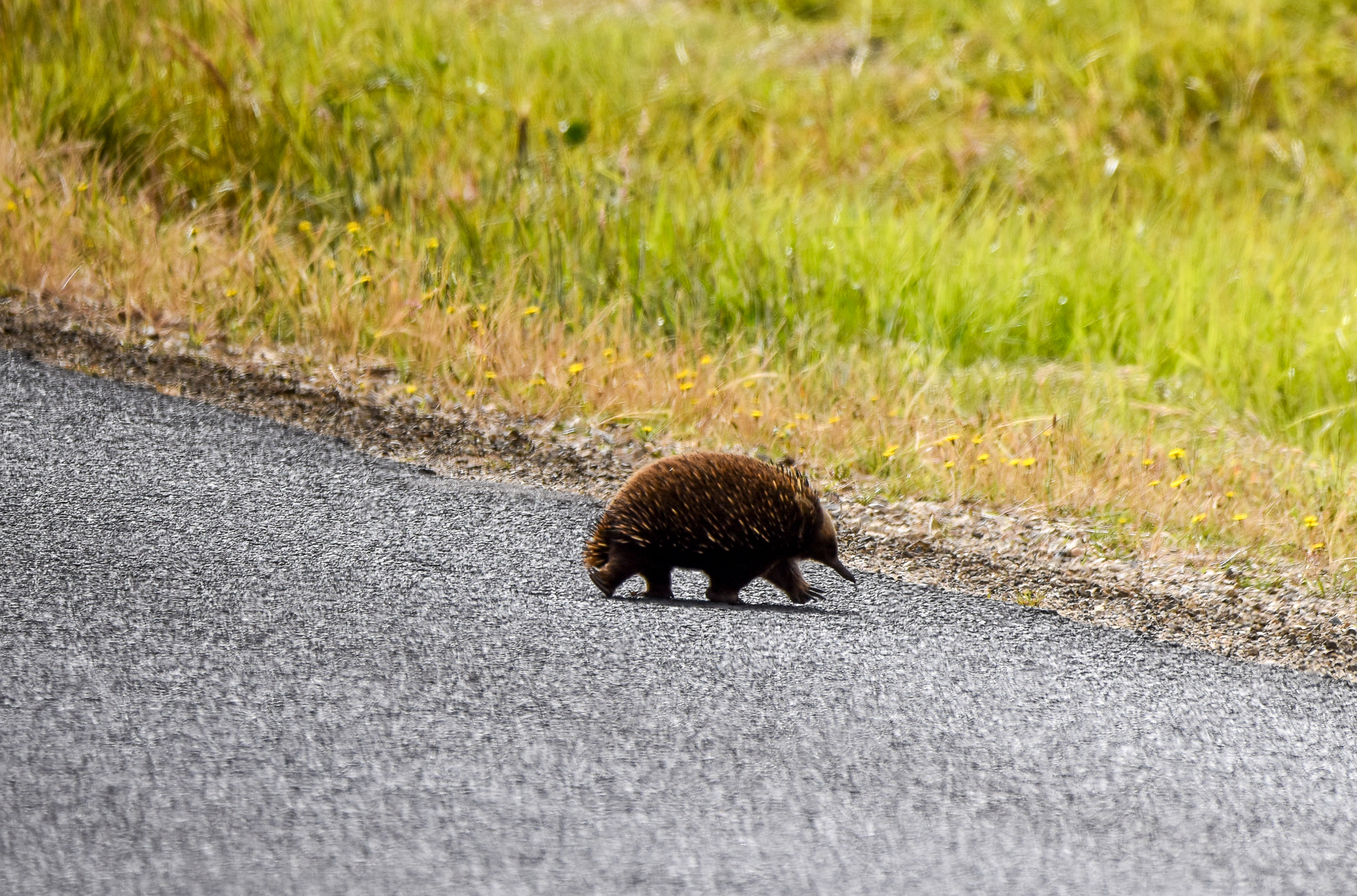 My First Wild Echidna
