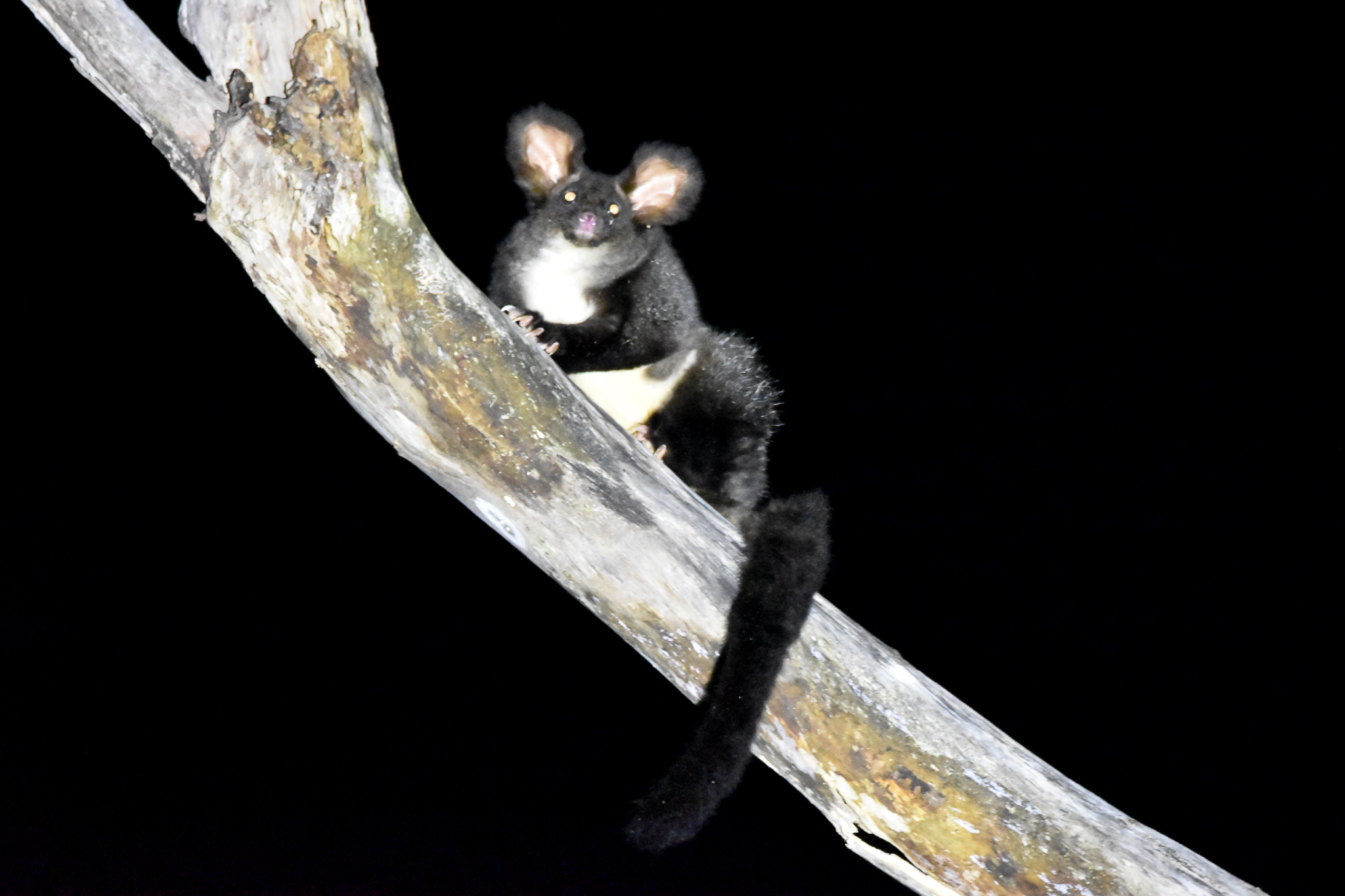 My First Wild Greater Glider