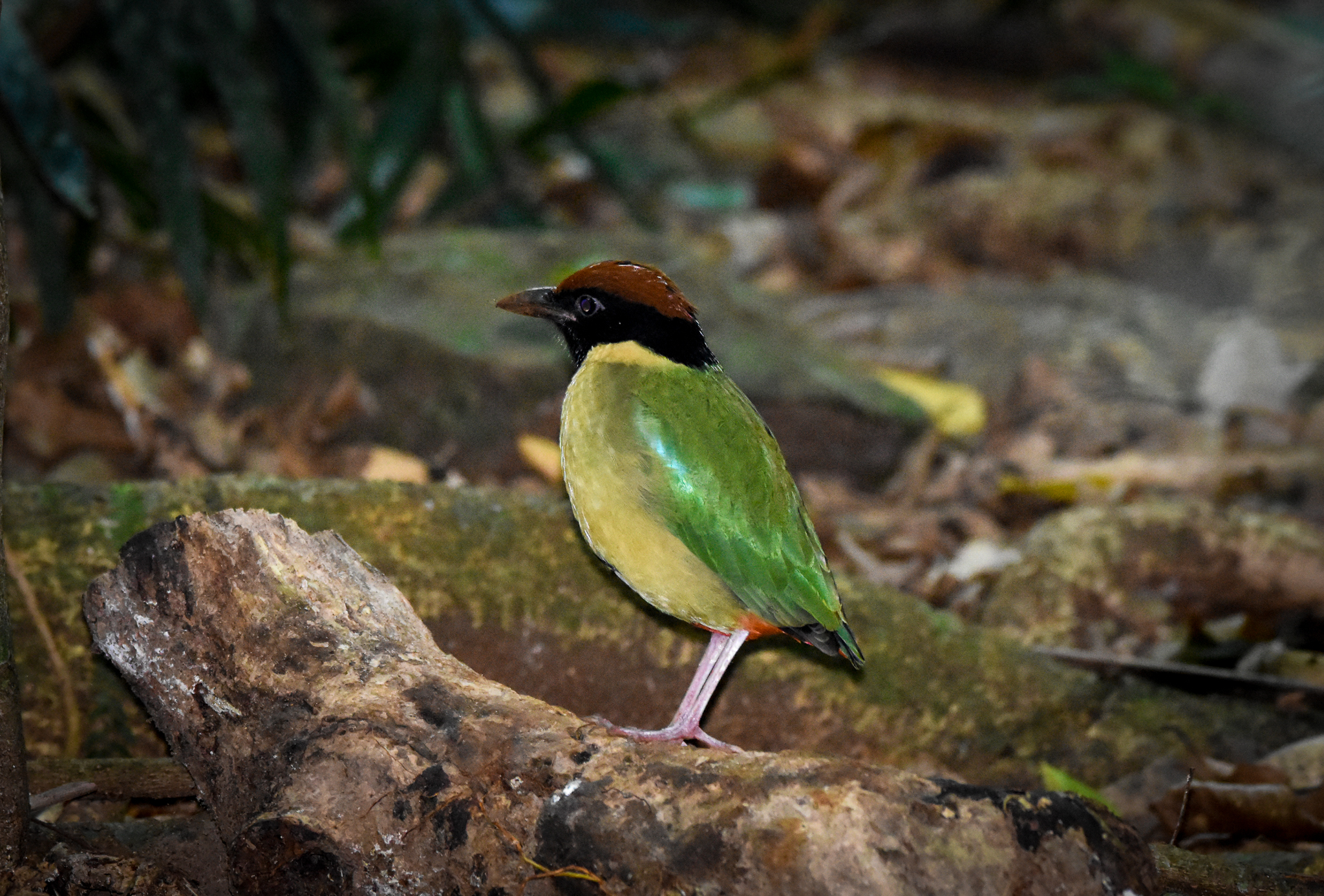 My First Wild Pitta!