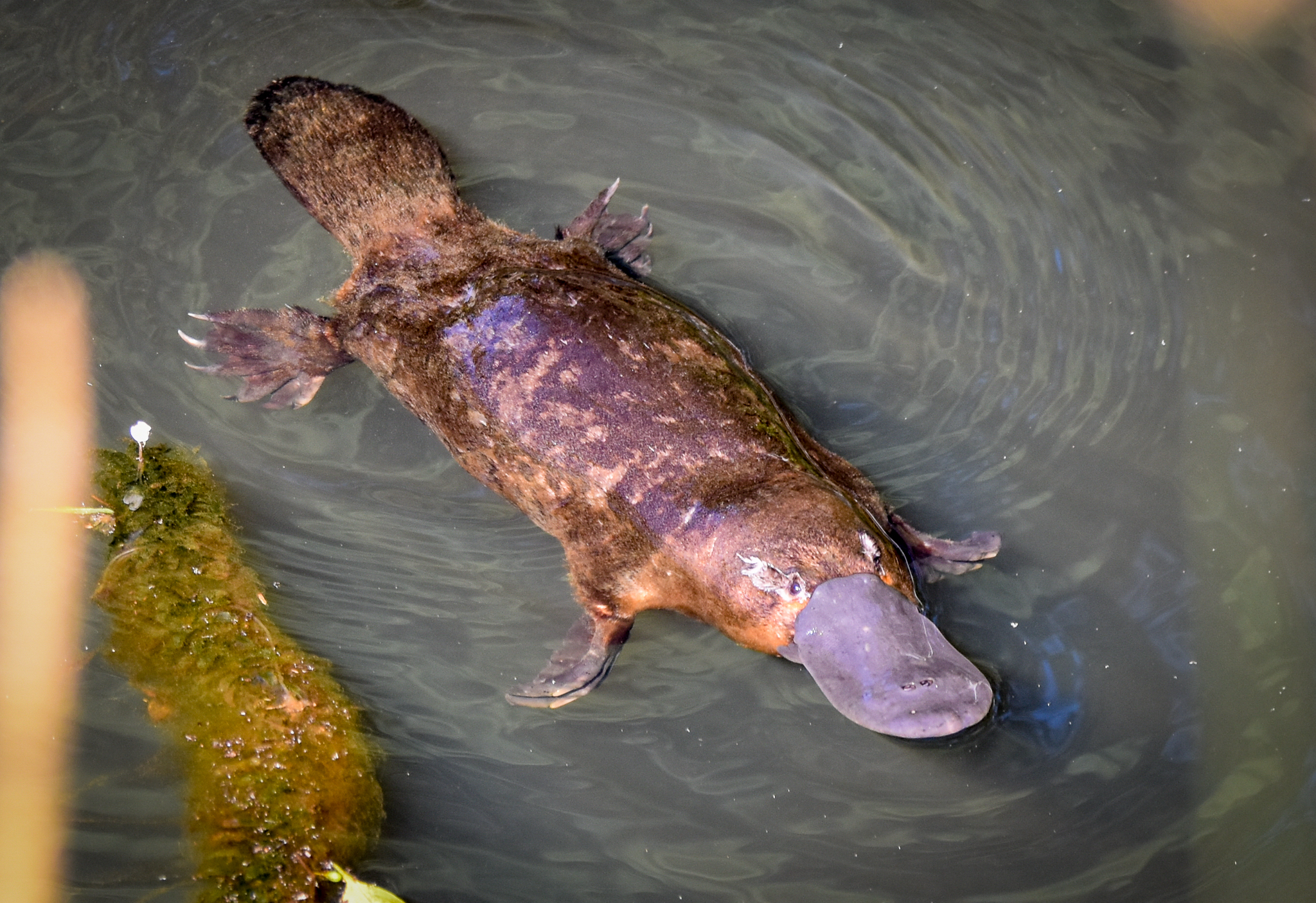 My First Wild Platypus!