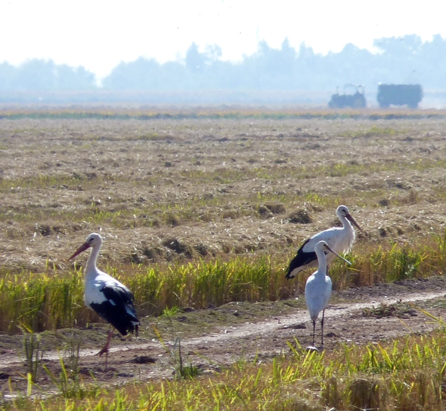 My first wild spoonbill