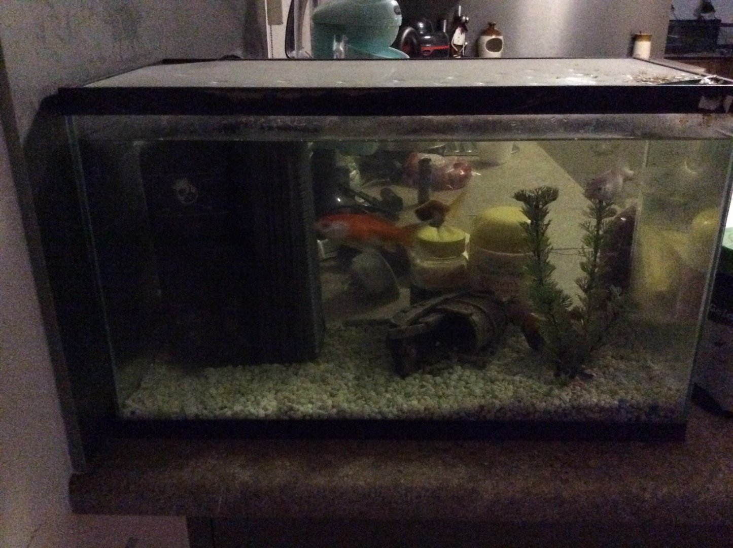 My fish tank