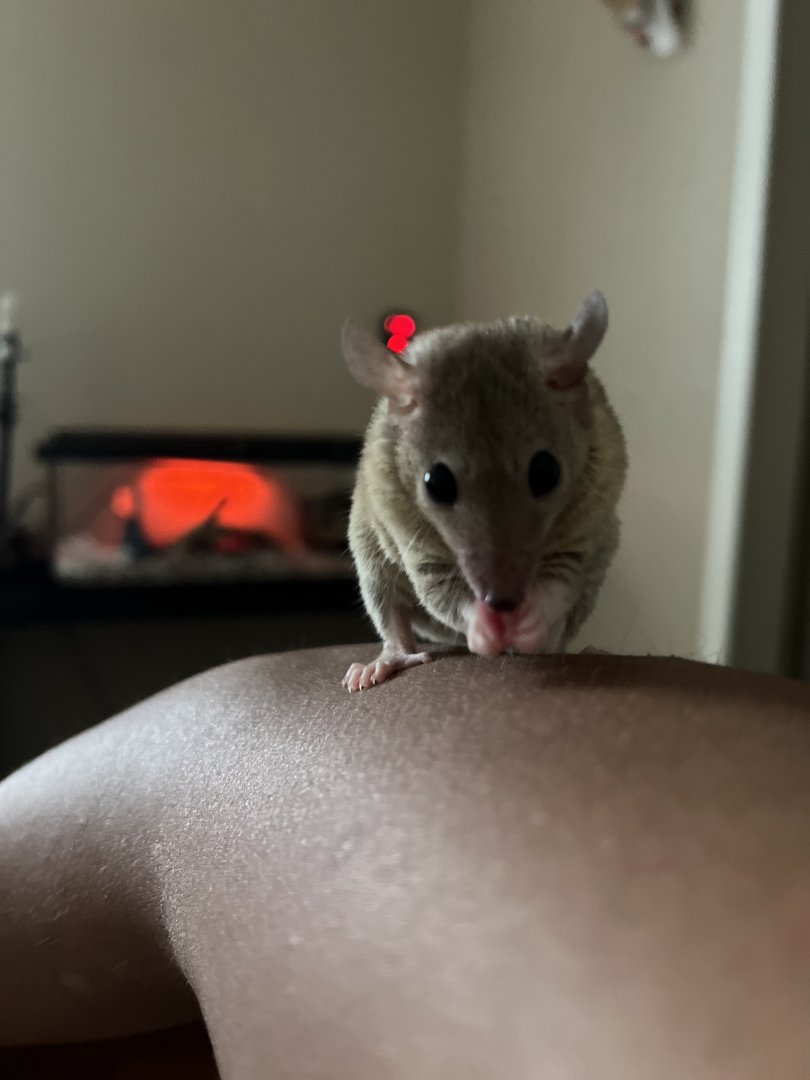 My gray short-tailed opossum as pet