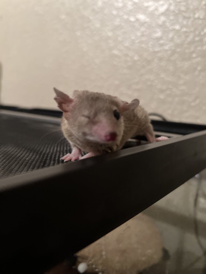 My gray short-tailed opossum as pet