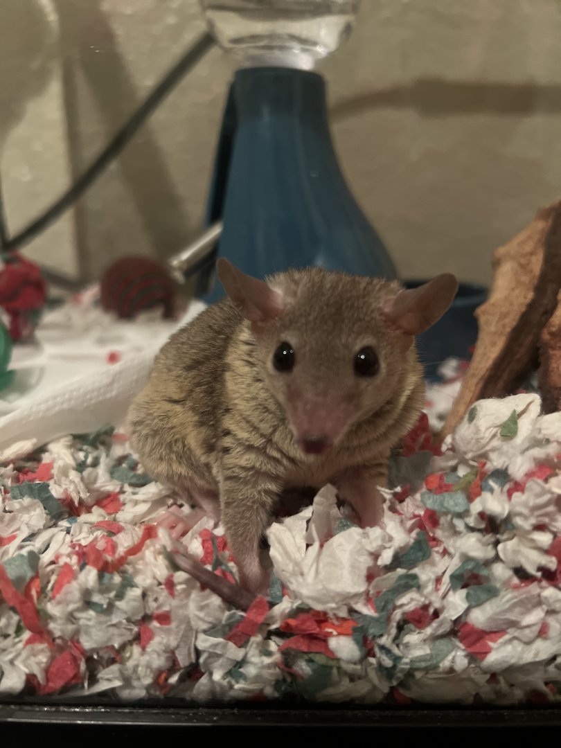 My gray short-tailed opossum as pet