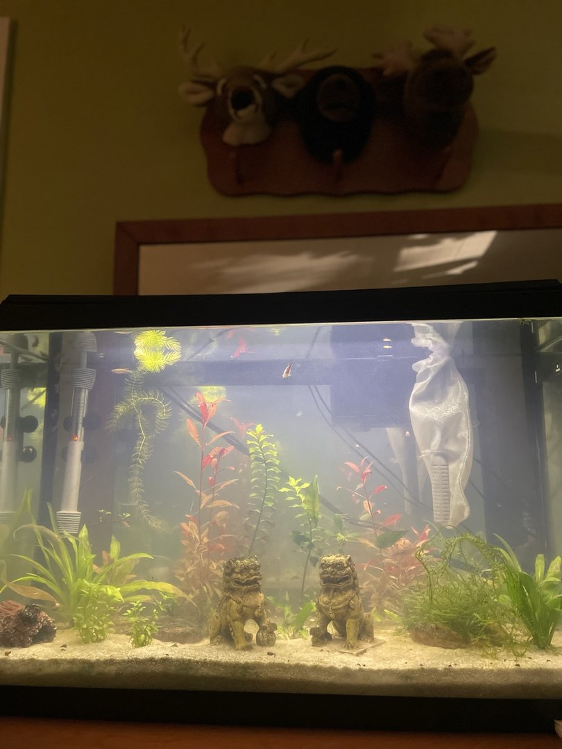 My home aquarium