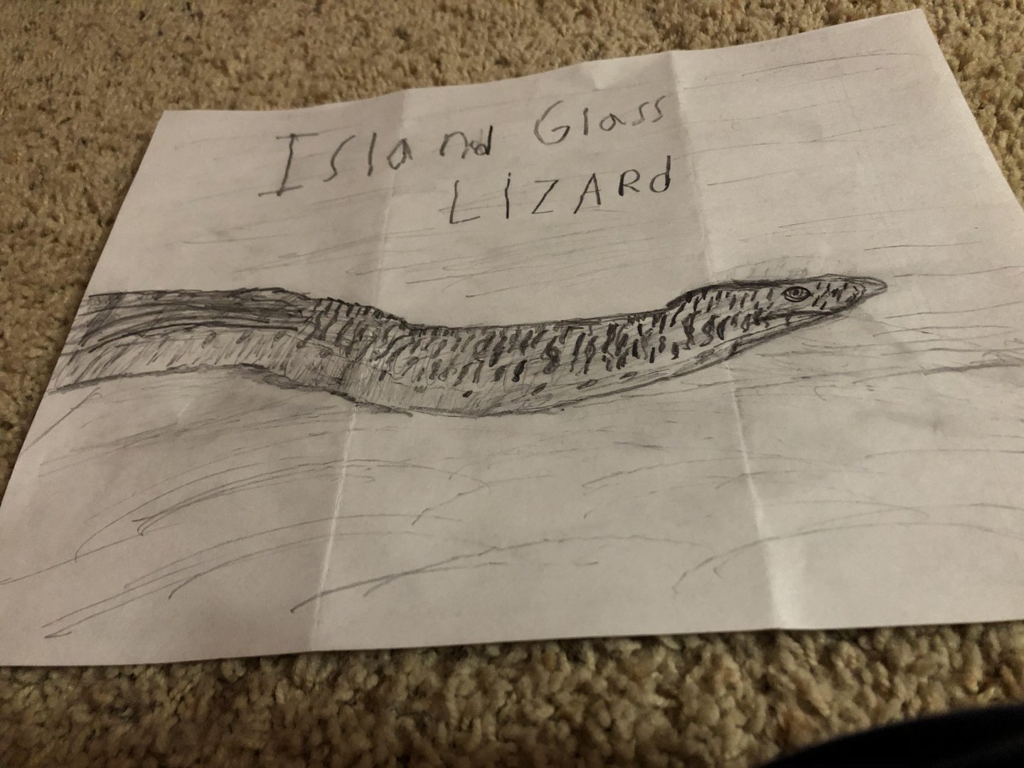 My Island glass lizard drawing