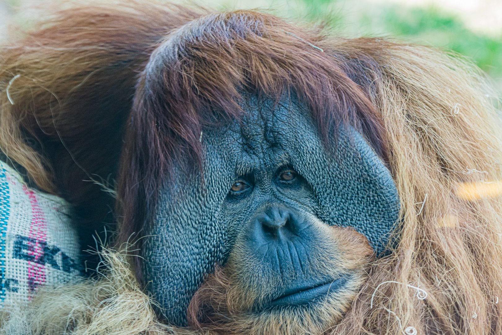 My last photo of Satu