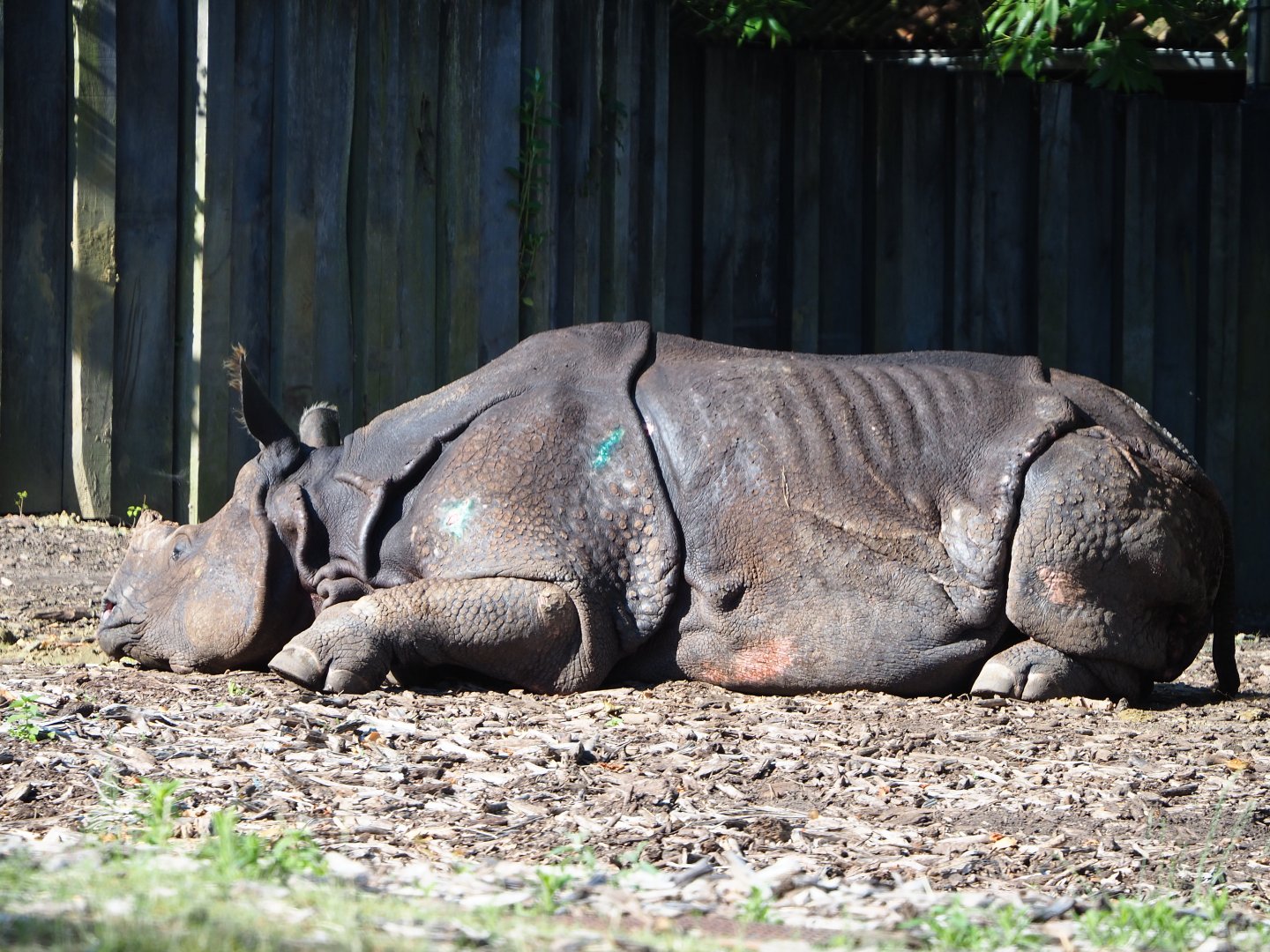 My last pictures of Indian rhinoceros Johanna not long before her death (2020-06-12)