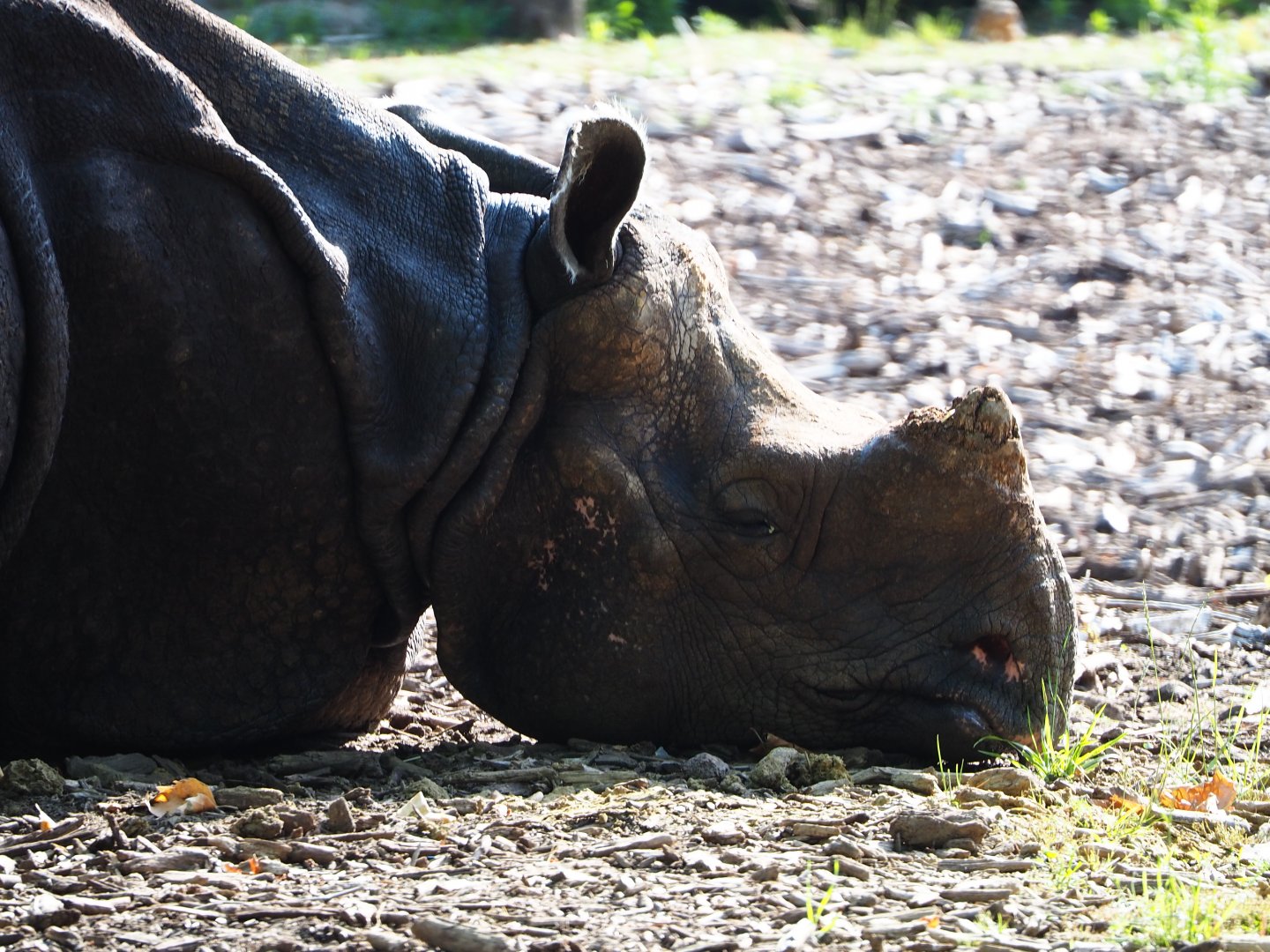 My last pictures of Indian rhinoceros Johanna not long before her death (2020-06-12)
