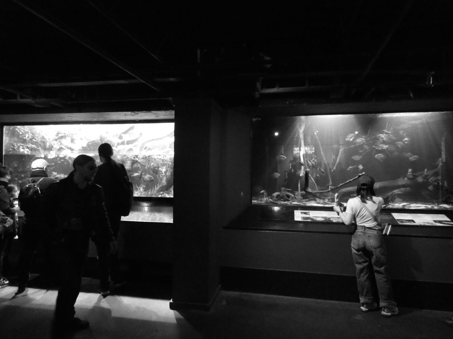 My last visit to the London Zoo aquarium