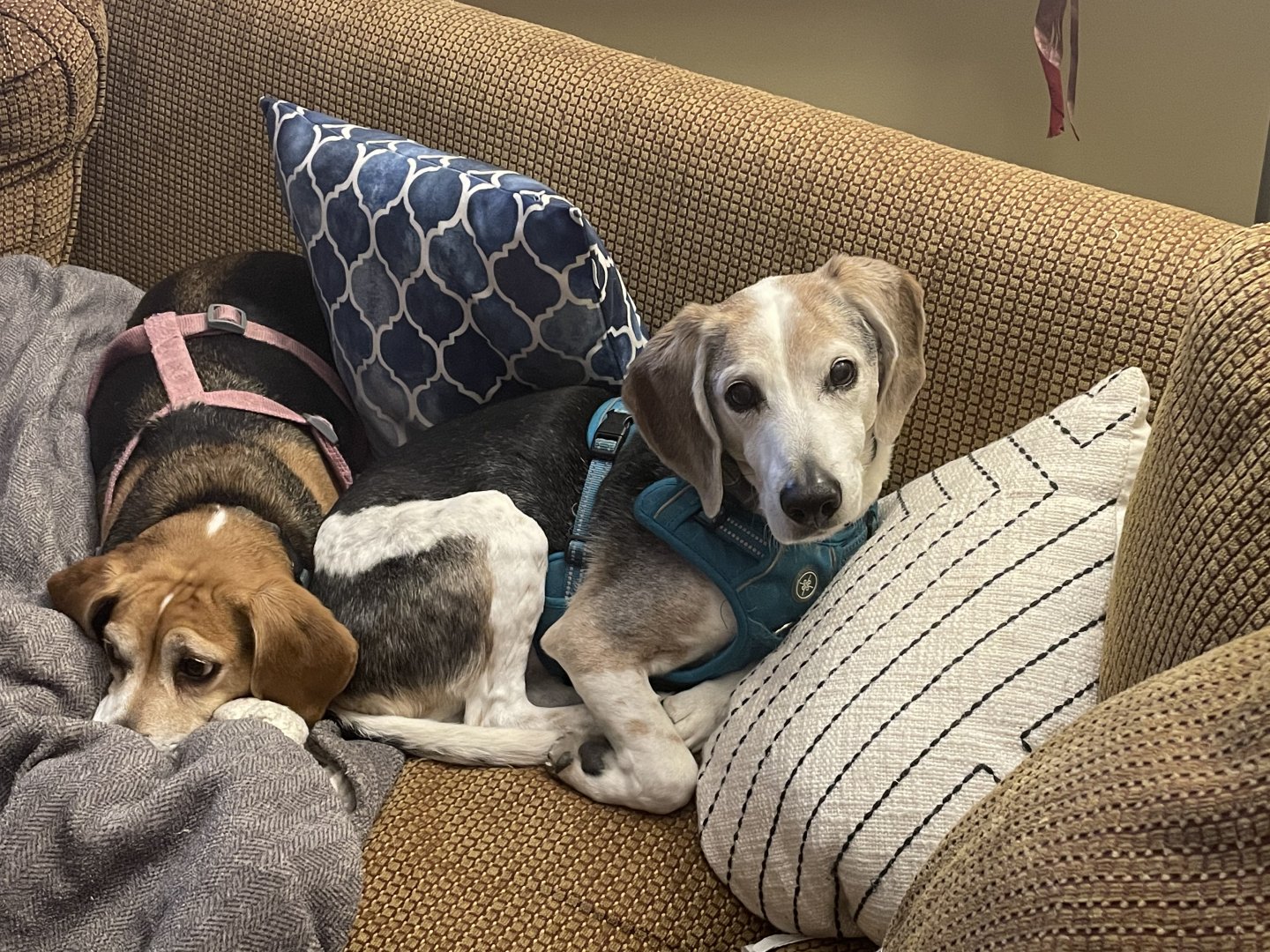 My pups Willie and Zoey