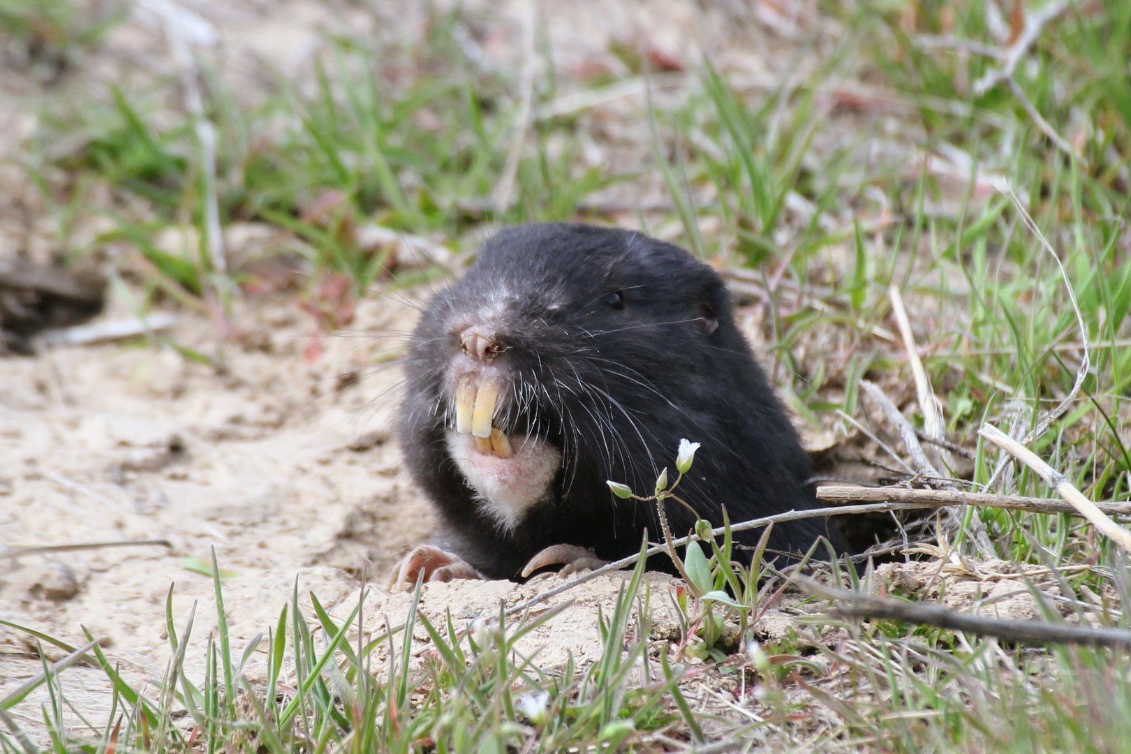 My shot of the Townsend's Pocket-Gopher (Thomomys townsendii)