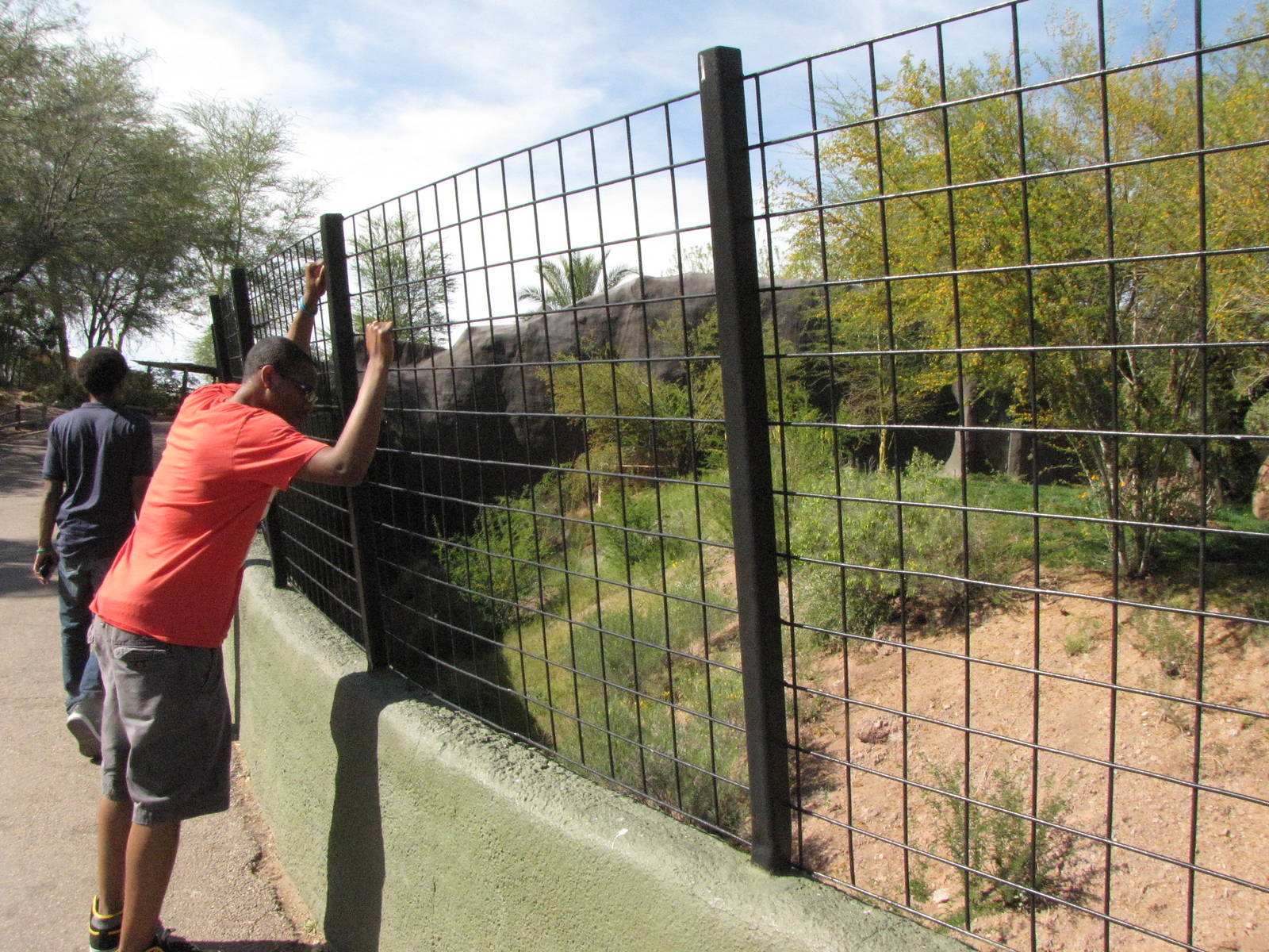 My Sons Viewing Lion Exhibit