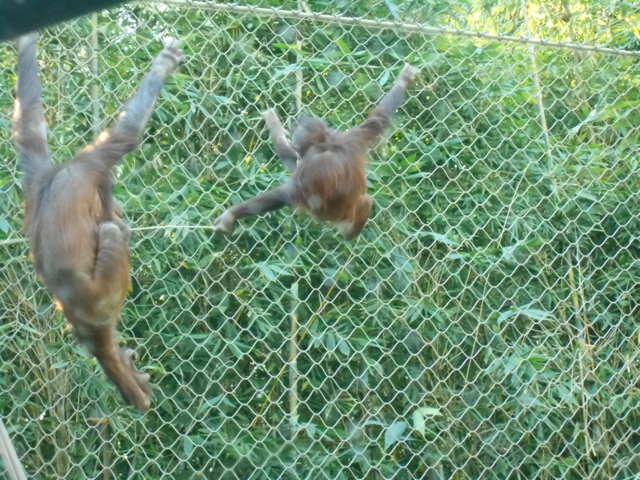 My stick!  No, mine!