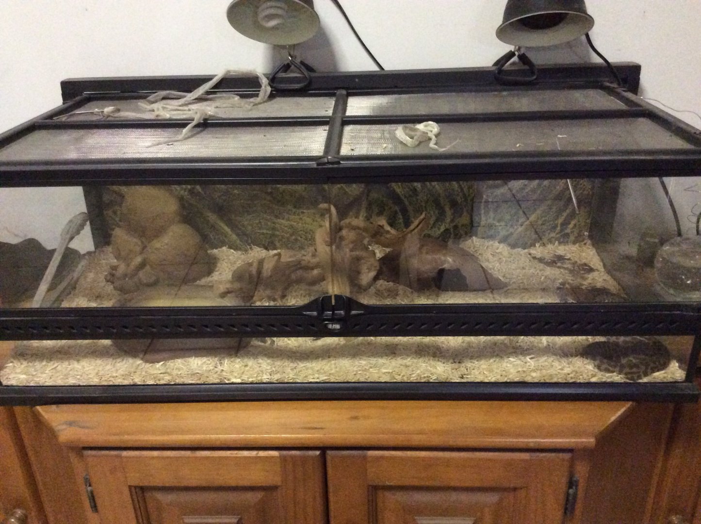 My stimpsons python enclosure ( in the bottom left )