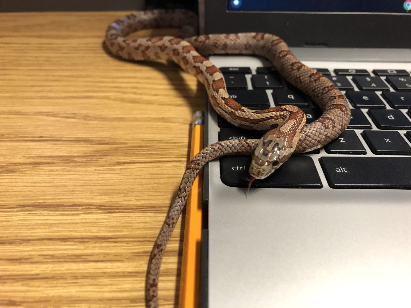 My study buddy (Echo, corn snake)