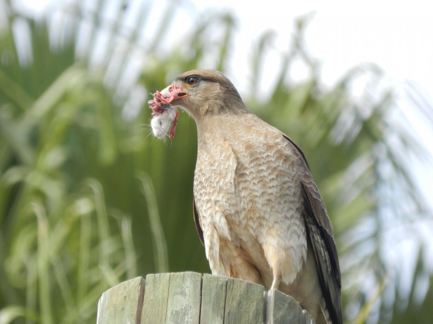 My very first sight at Buin zoo