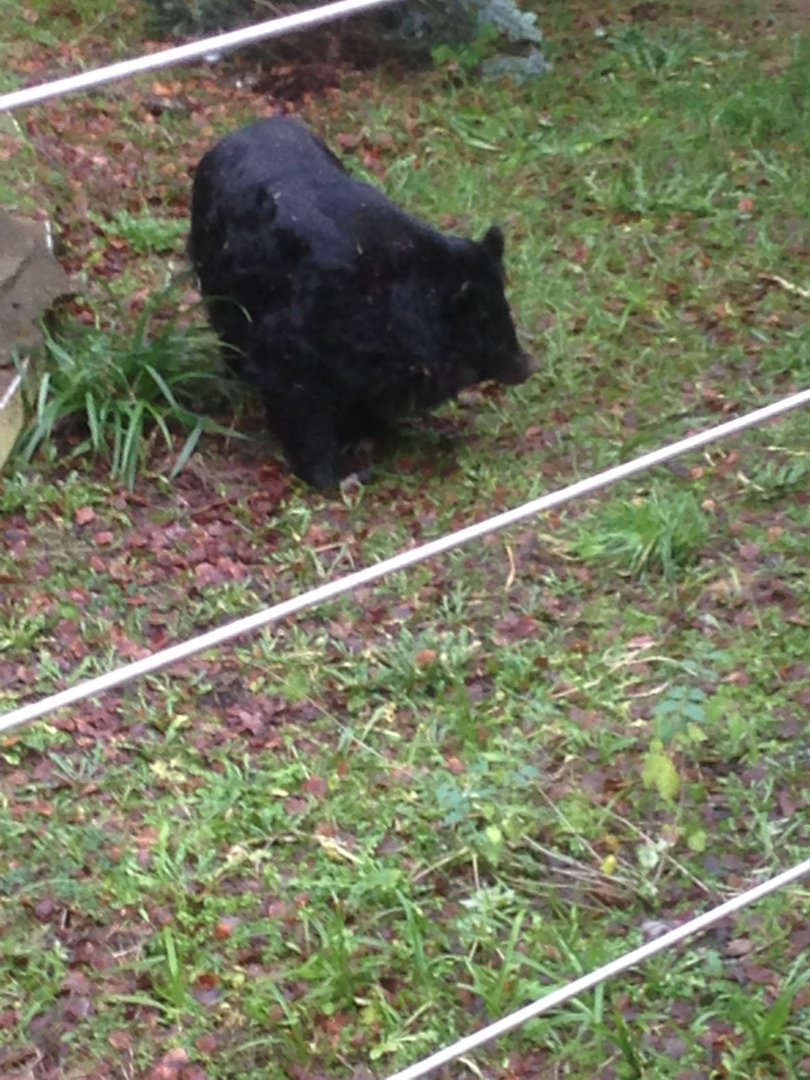 My very last photo of Inca (31-12-2018)