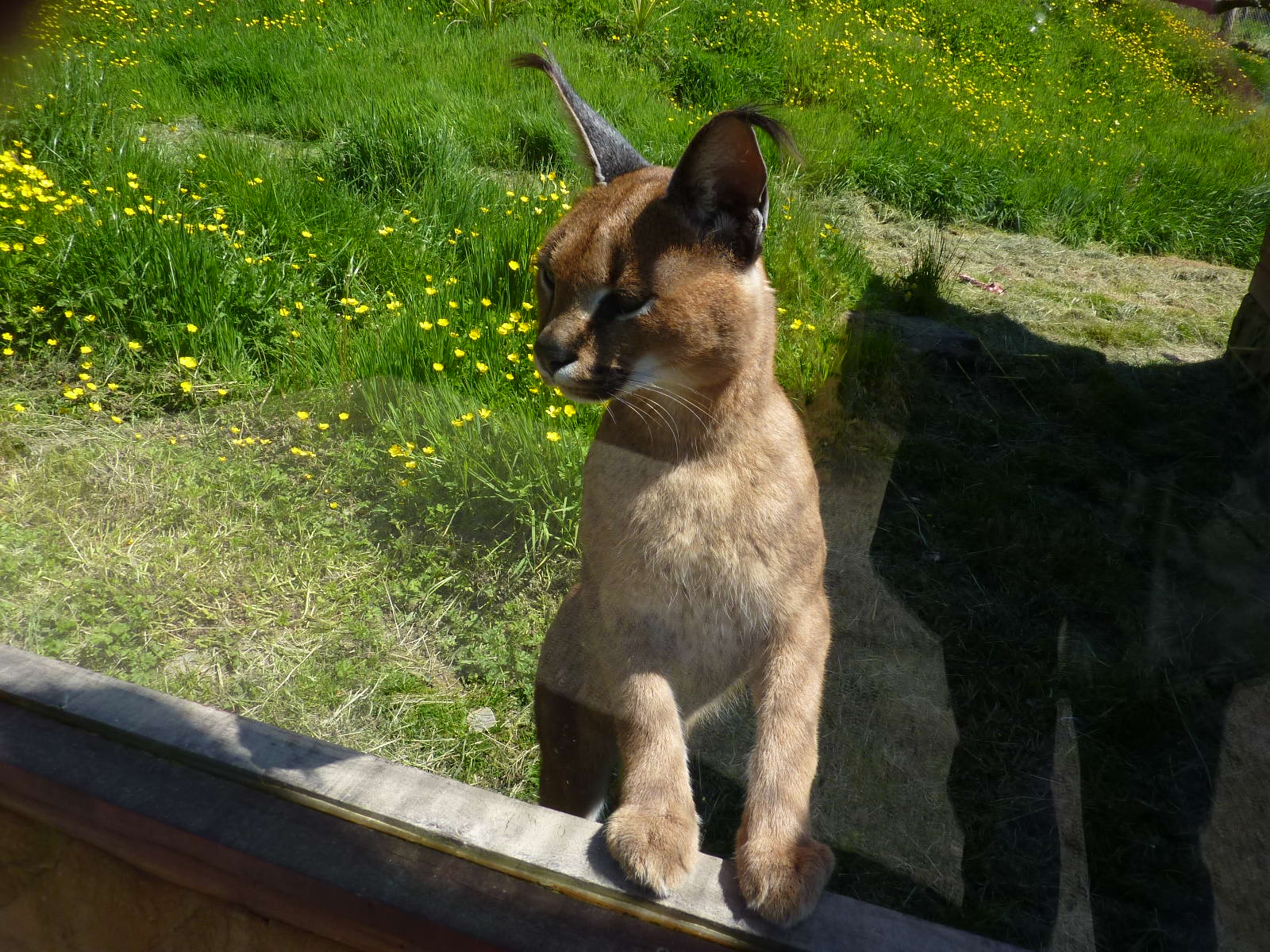 My visit to Exmoor Zoo on 3rd June 2013