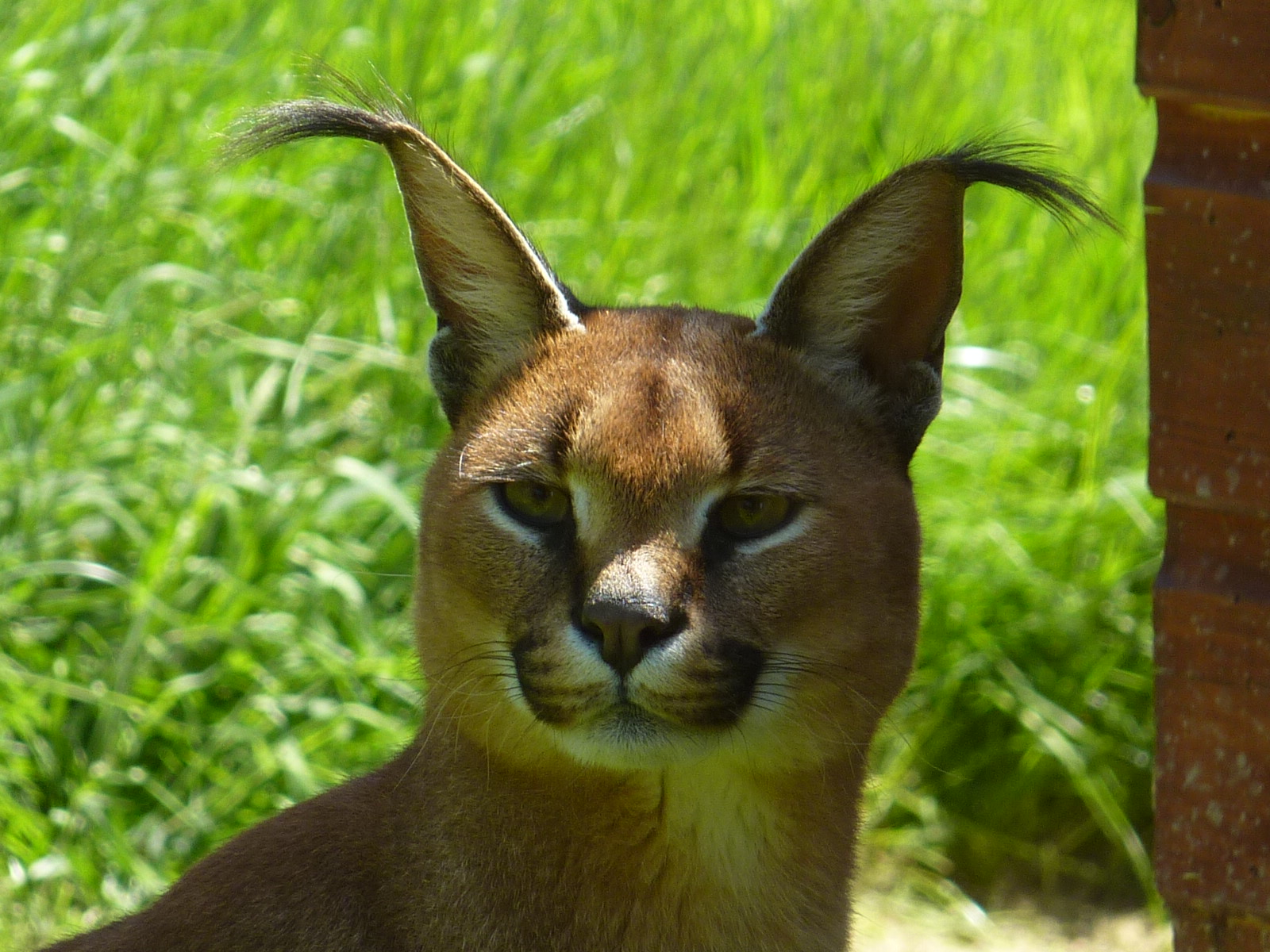 My visit to Exmoor Zoo on 3rd June 2013