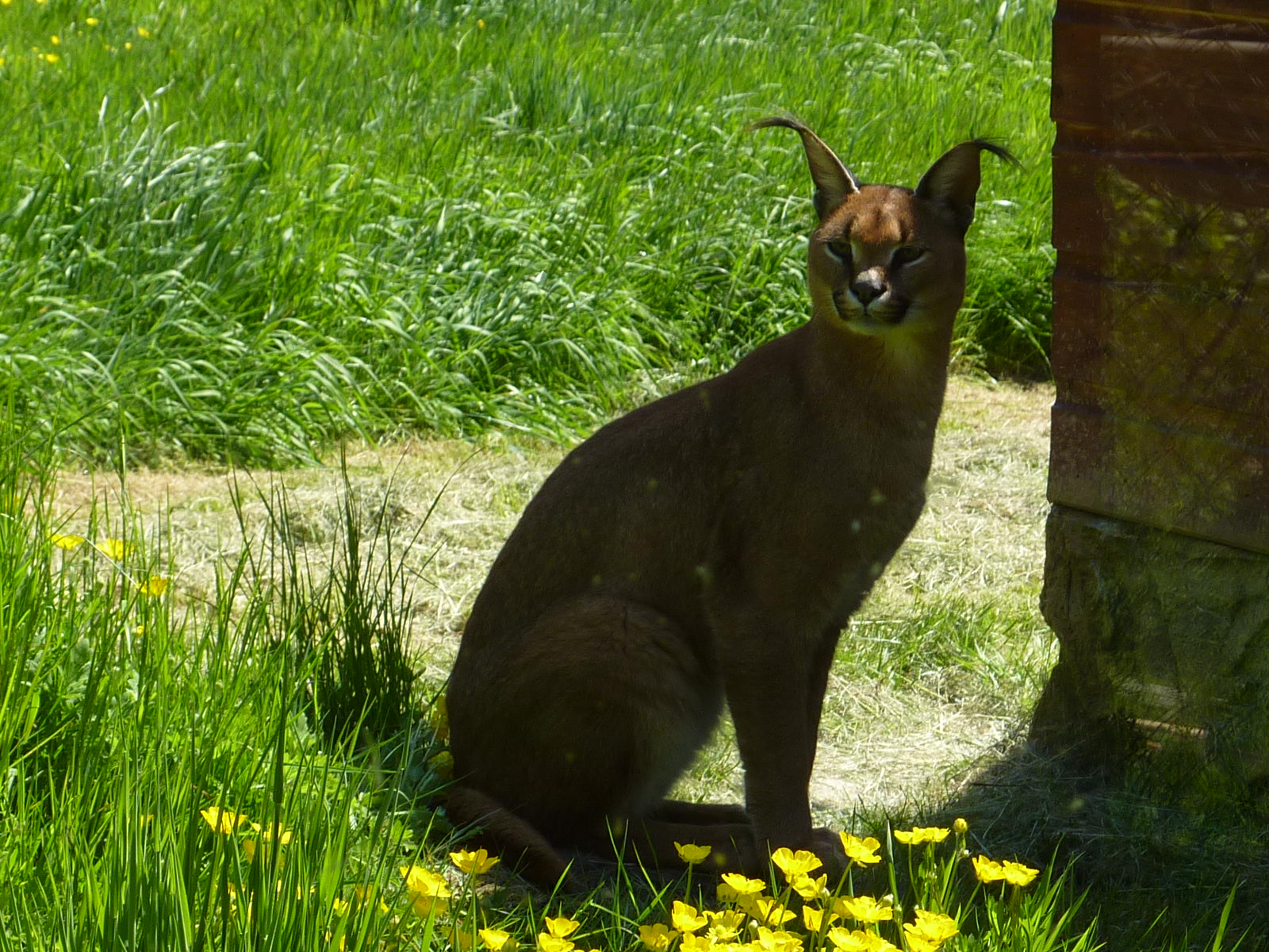 My visit to Exmoor Zoo on 3rd June 2013