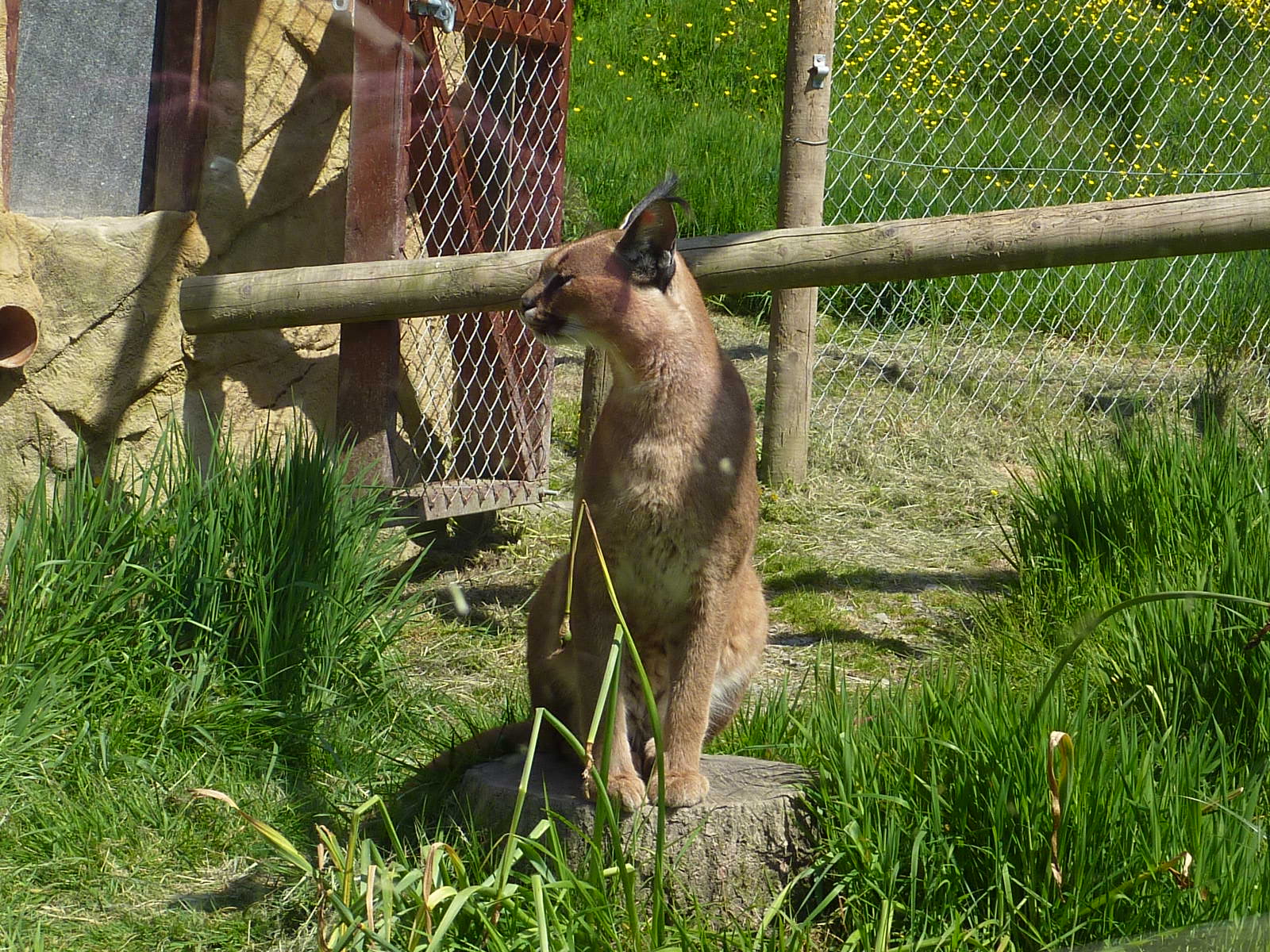 My visit to Exmoor Zoo on 3rd June 2013