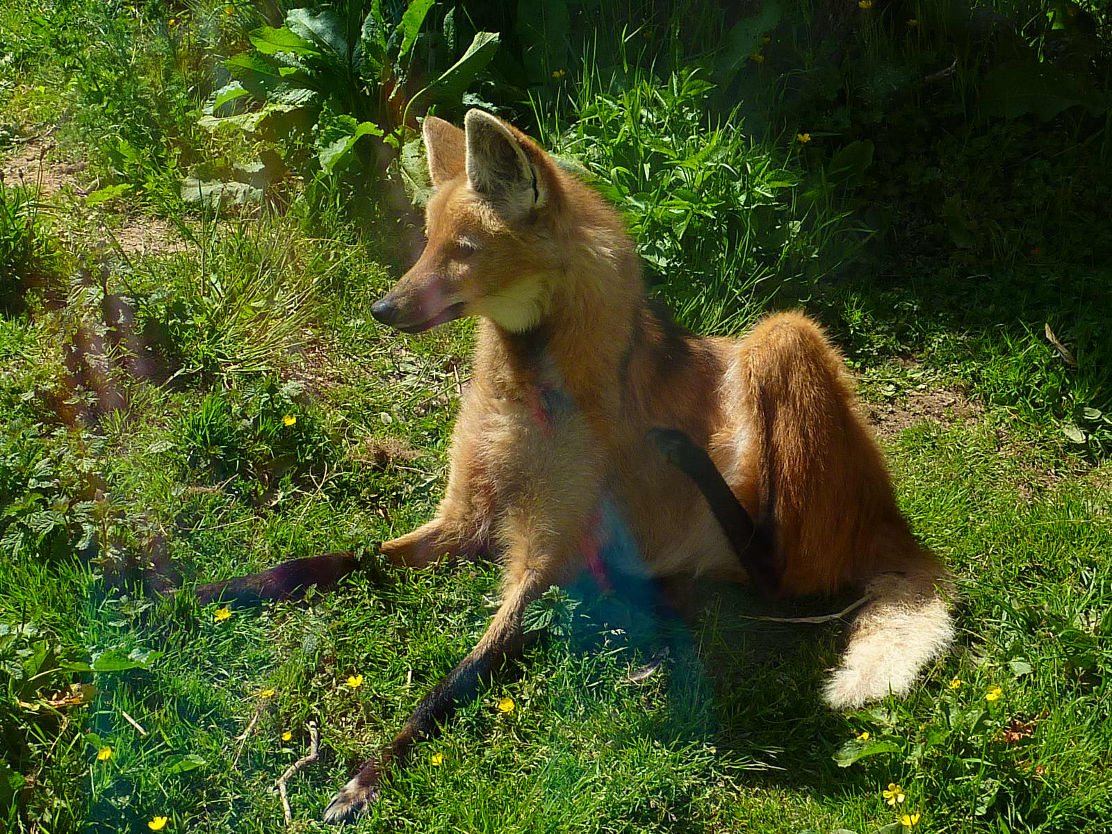 My visit to Exmoor Zoo on 3rd June 2013