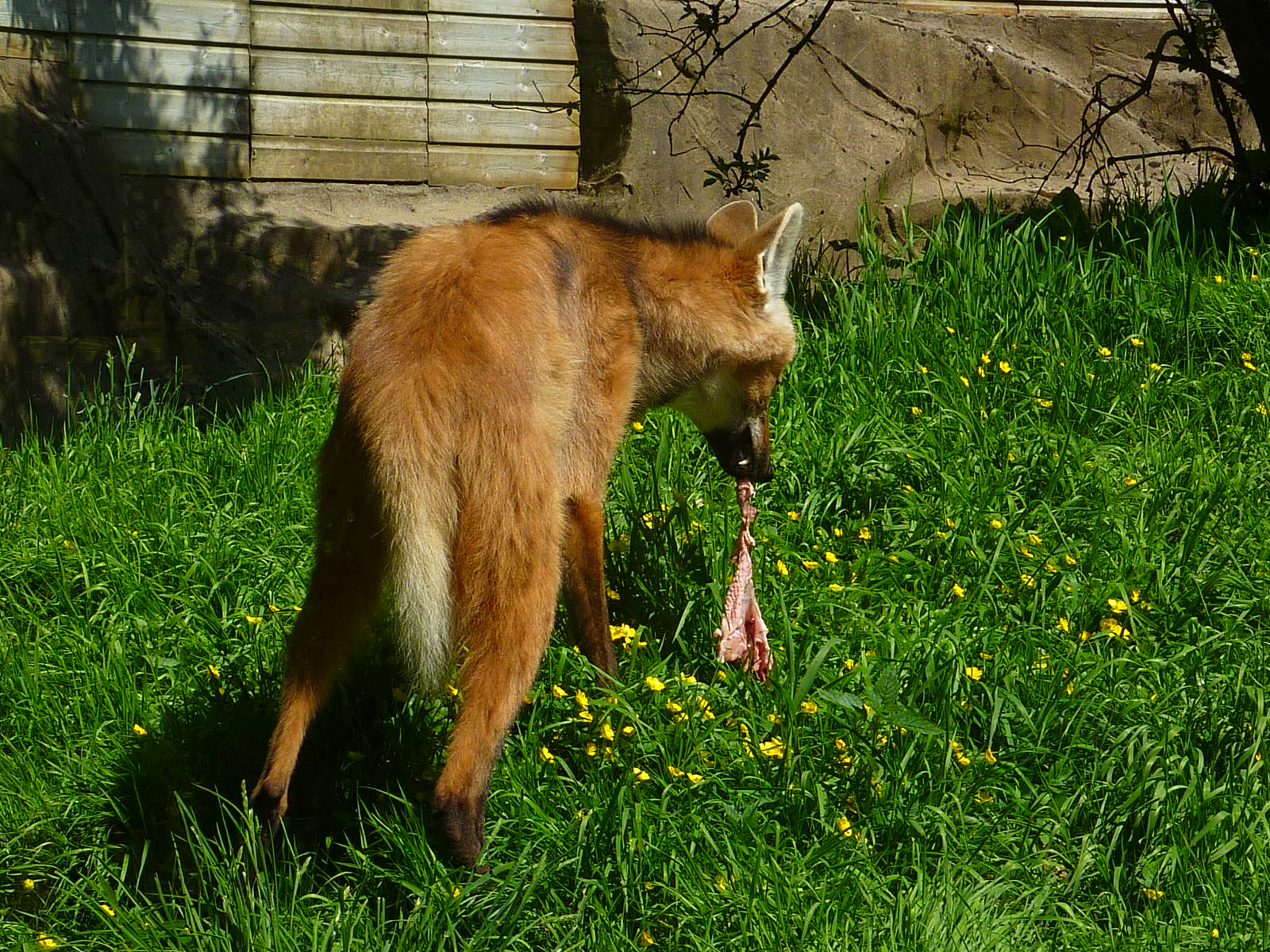 My visit to Exmoor Zoo on 3rd June 2013