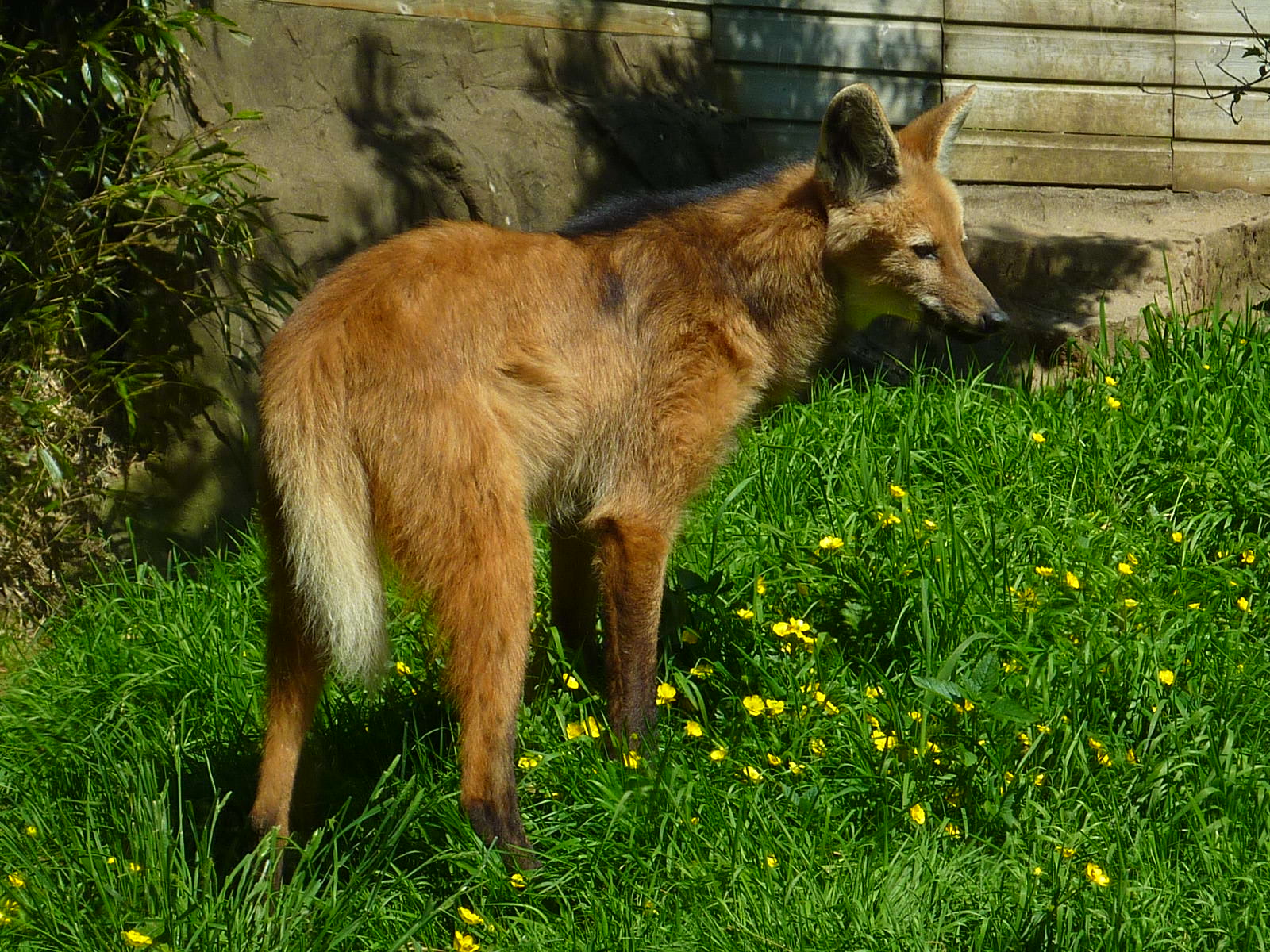 My visit to Exmoor Zoo on 3rd June 2013