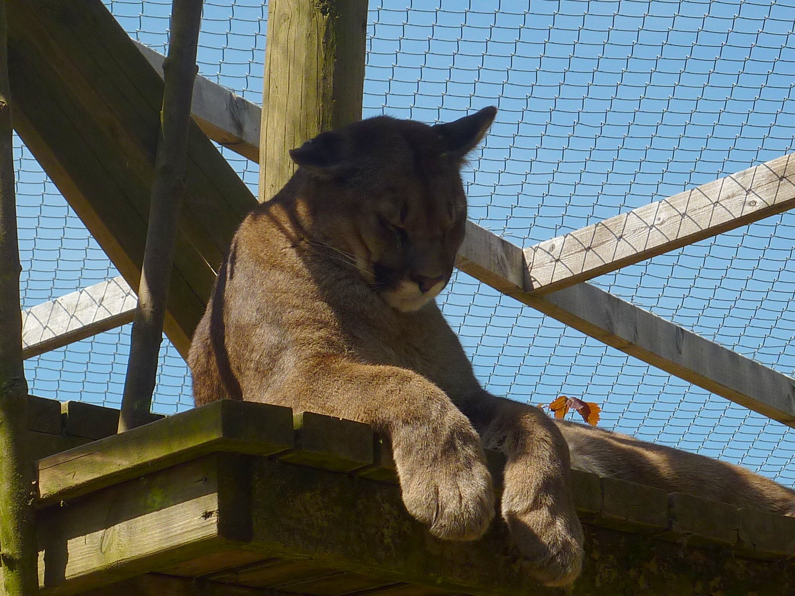My visit to Exmoor Zoo on 3rd June 2013