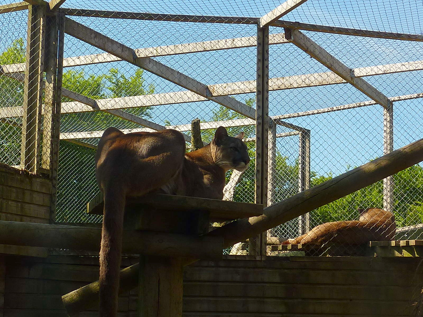 My visit to Exmoor Zoo on 3rd June 2013