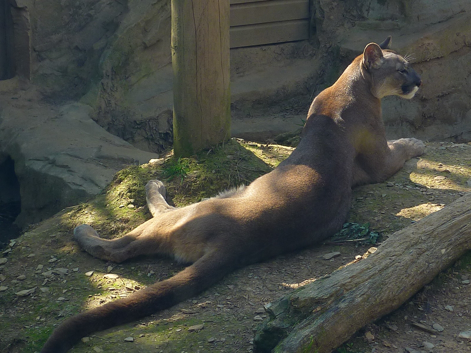 My visit to Exmoor Zoo on 3rd June 2013