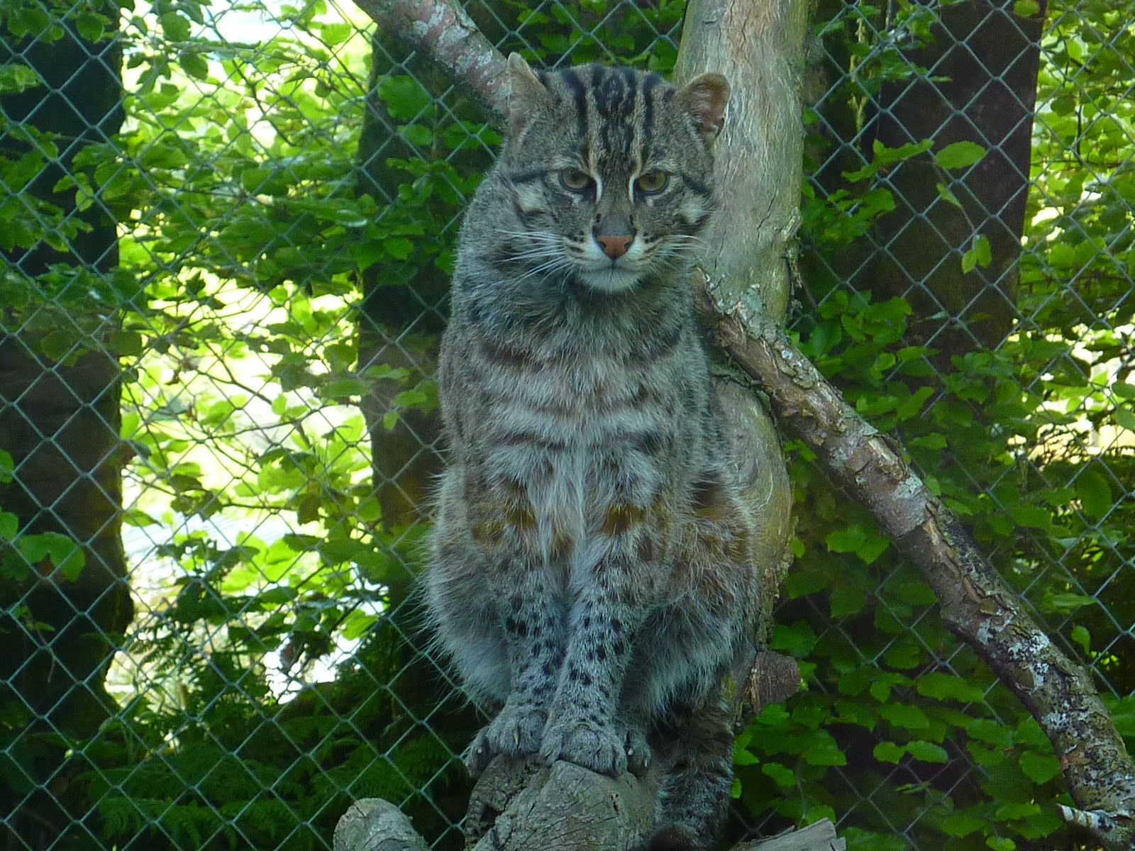 My visit to Exmoor Zoo on 3rd June 2013