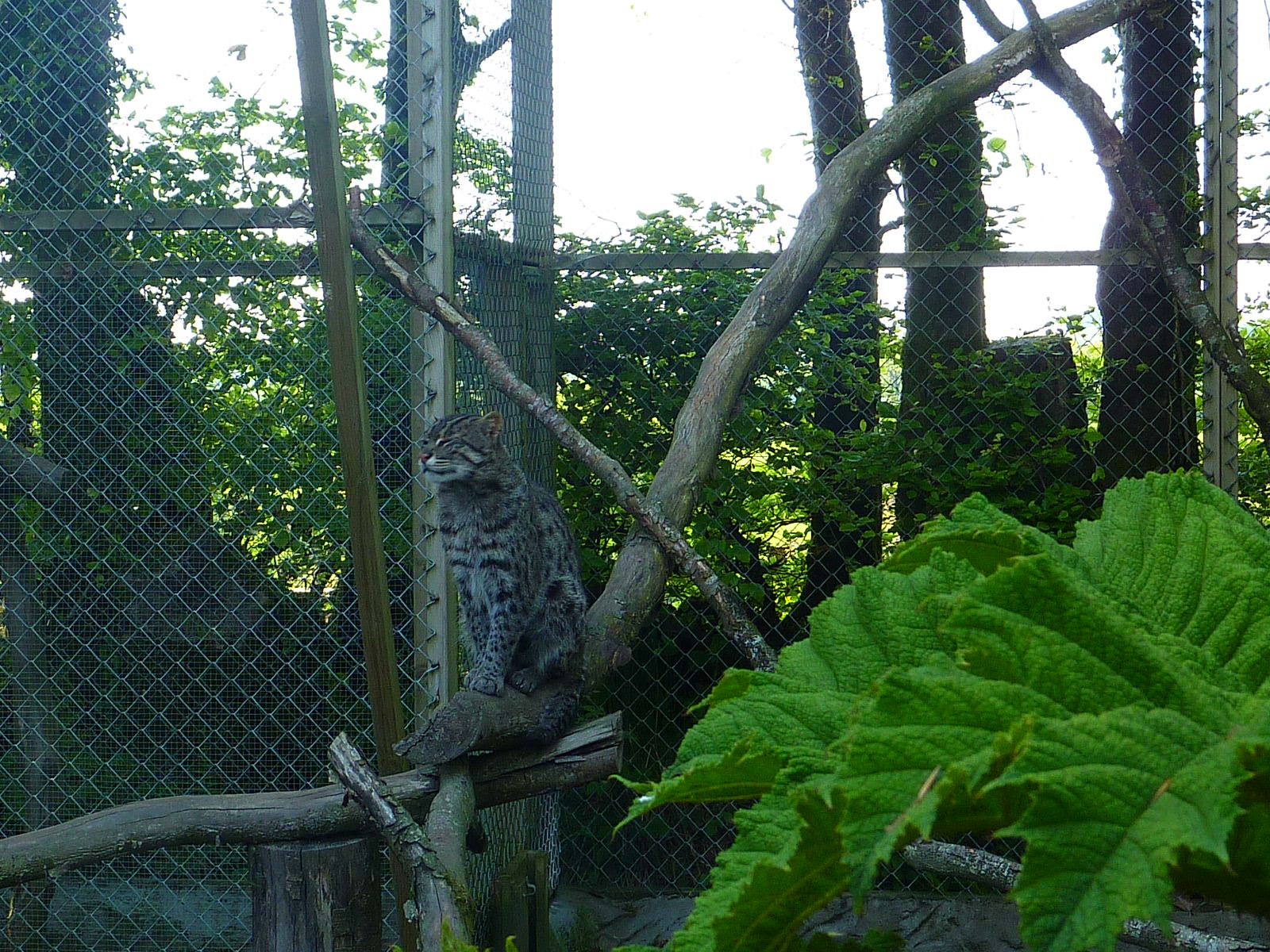 My visit to Exmoor Zoo on 3rd June 2013