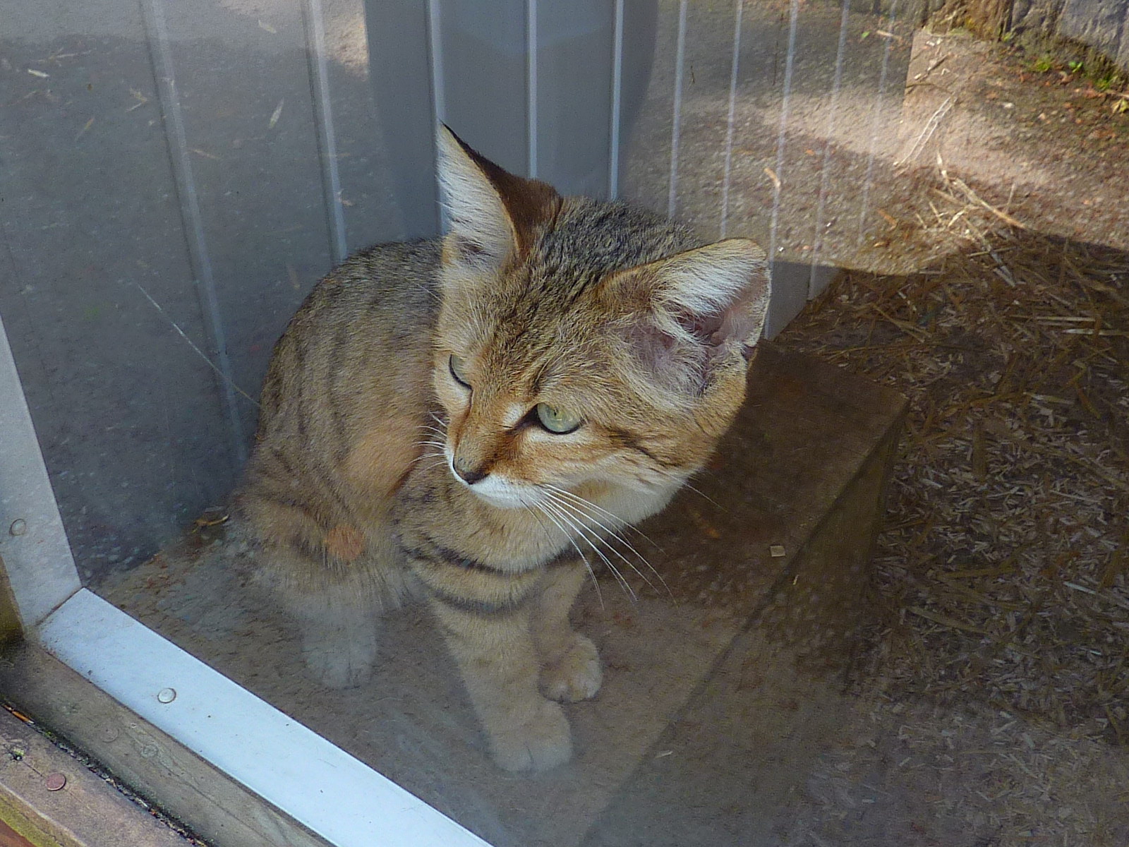 My visit to Exmoor Zoo on 3rd June 2013
