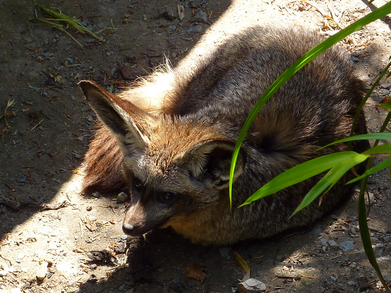 My visit to Exmoor Zoo on 3rd June 2013
