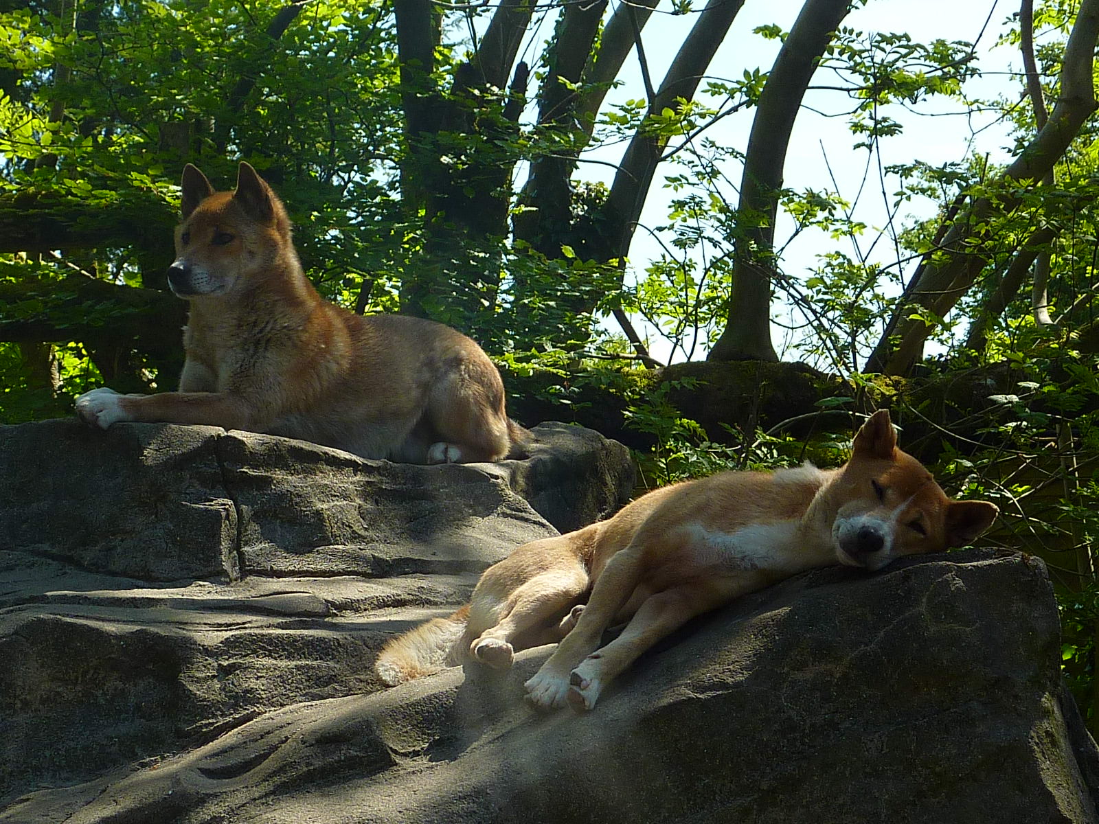 My visit to Exmoor Zoo on 3rd June 2013