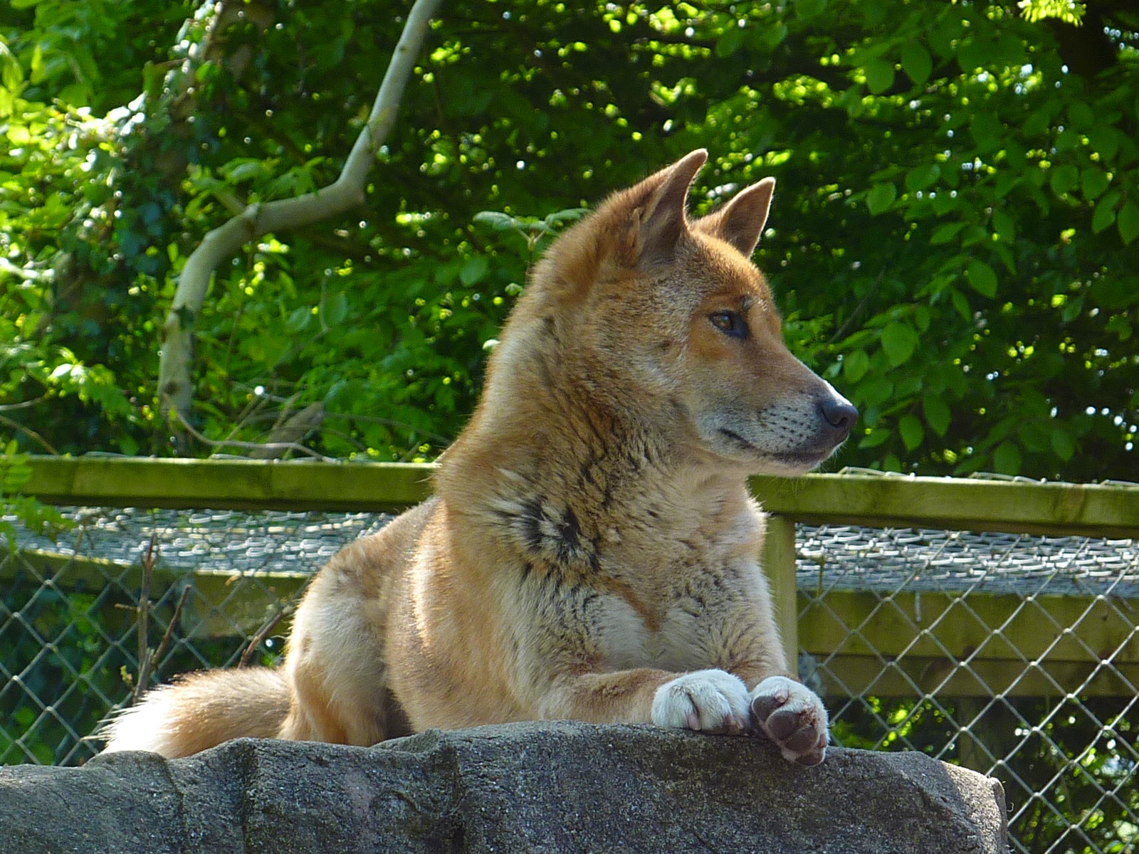 My visit to Exmoor Zoo on 3rd June 2013