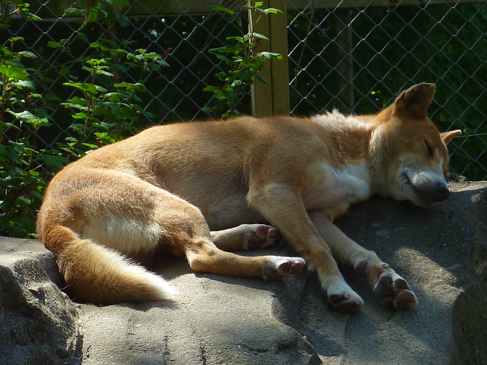 My visit to Exmoor Zoo on 3rd June 2013