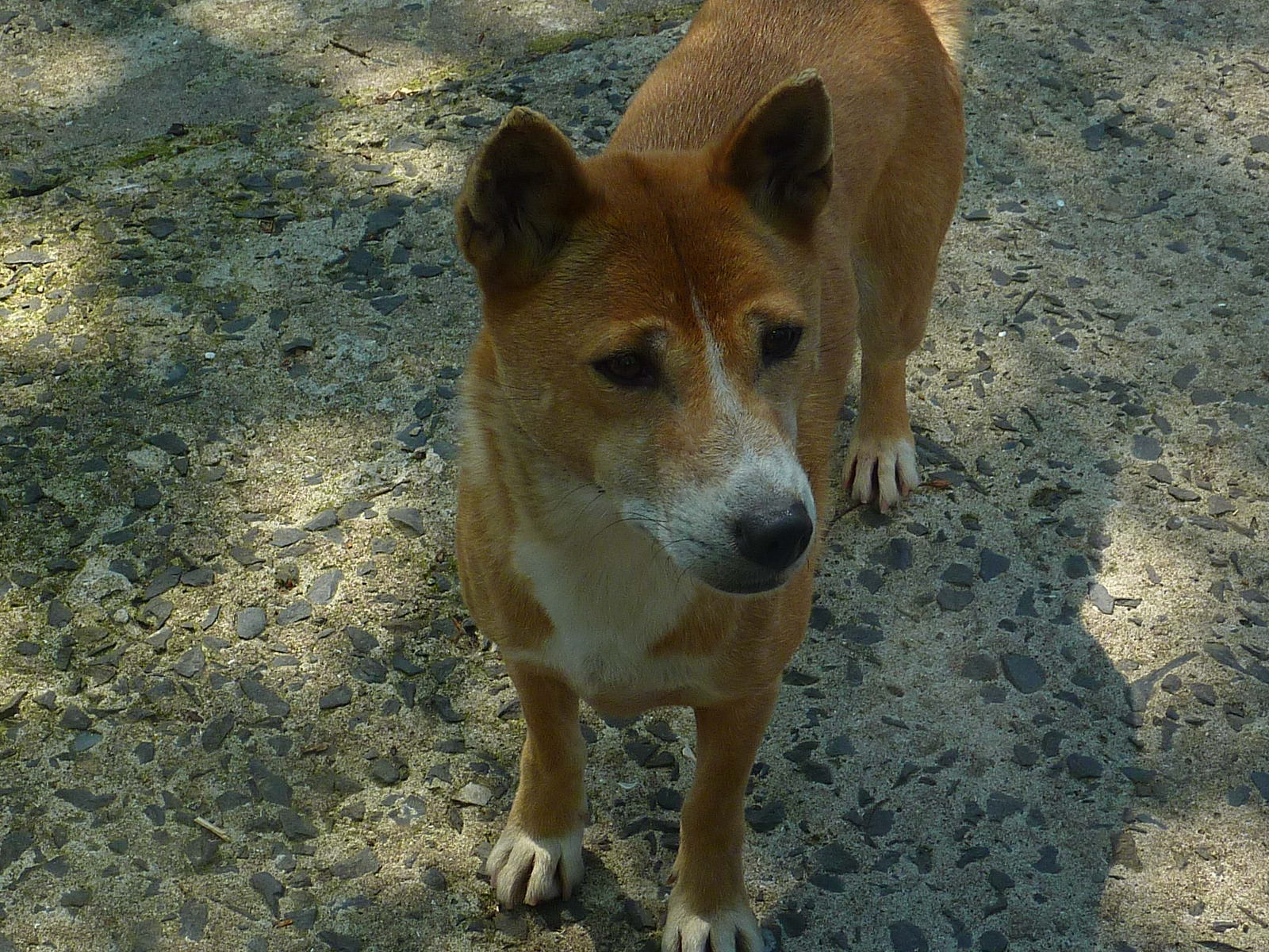 My visit to Exmoor Zoo on 3rd June 2013