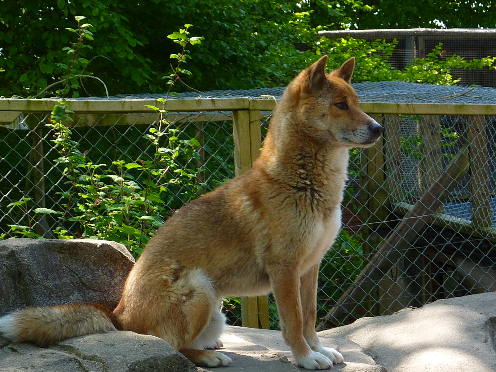 My visit to Exmoor Zoo on 3rd June 2013