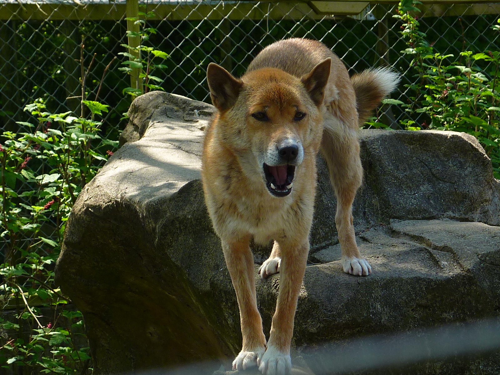 My visit to Exmoor Zoo on 3rd June 2013