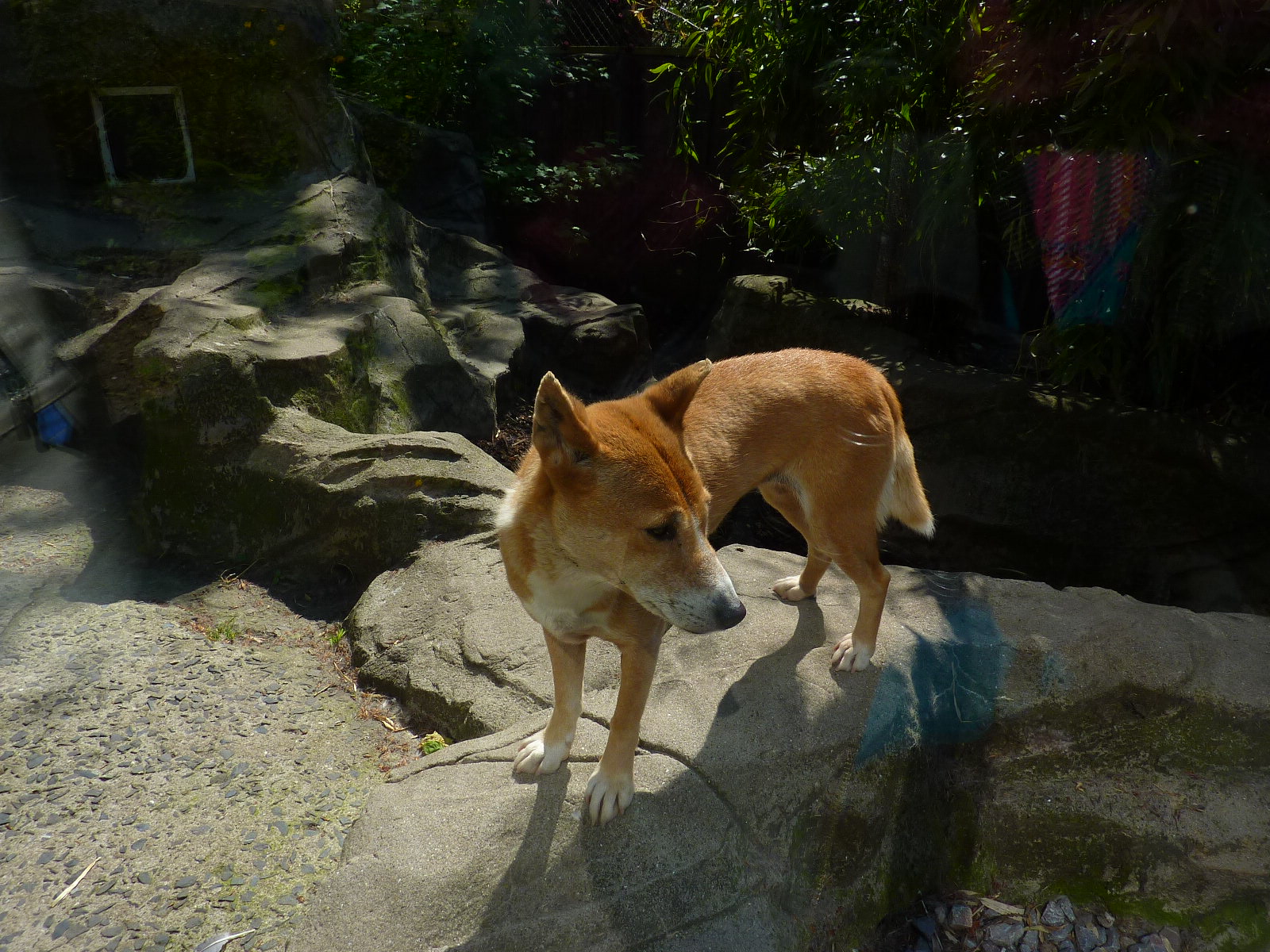 My visit to Exmoor Zoo on 3rd June 2013