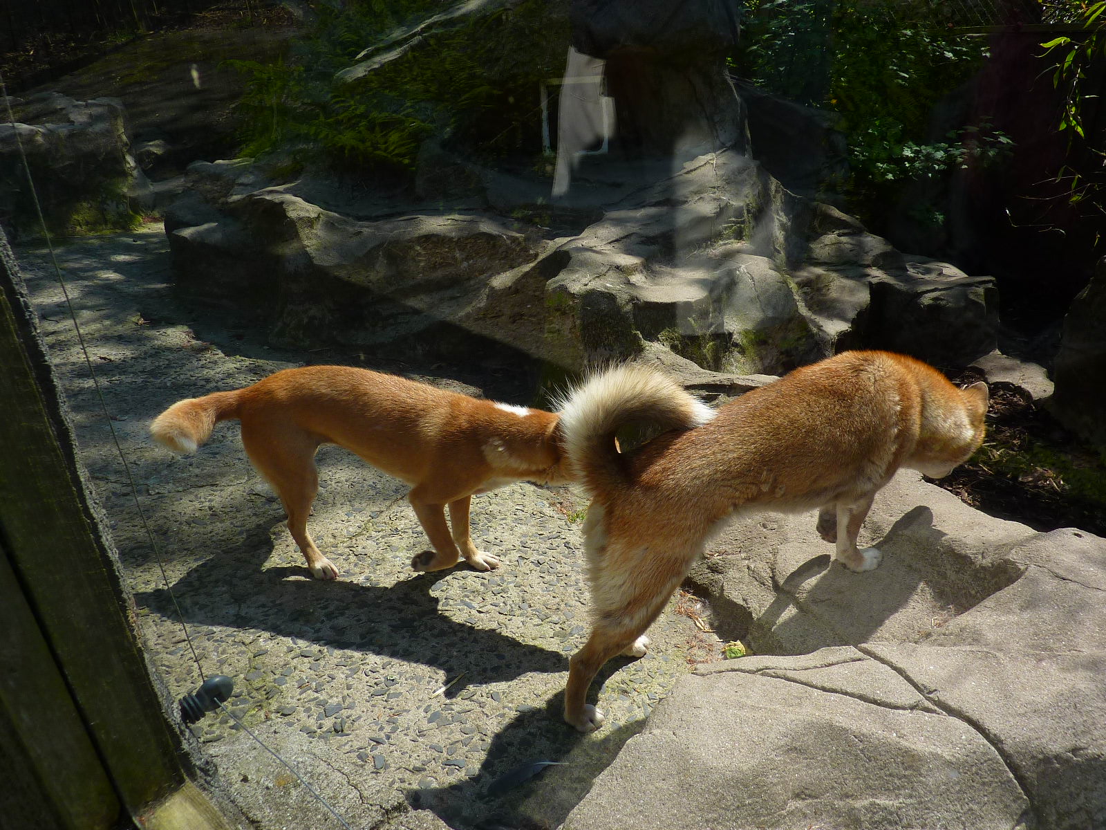 My visit to Exmoor Zoo on 3rd June 2013